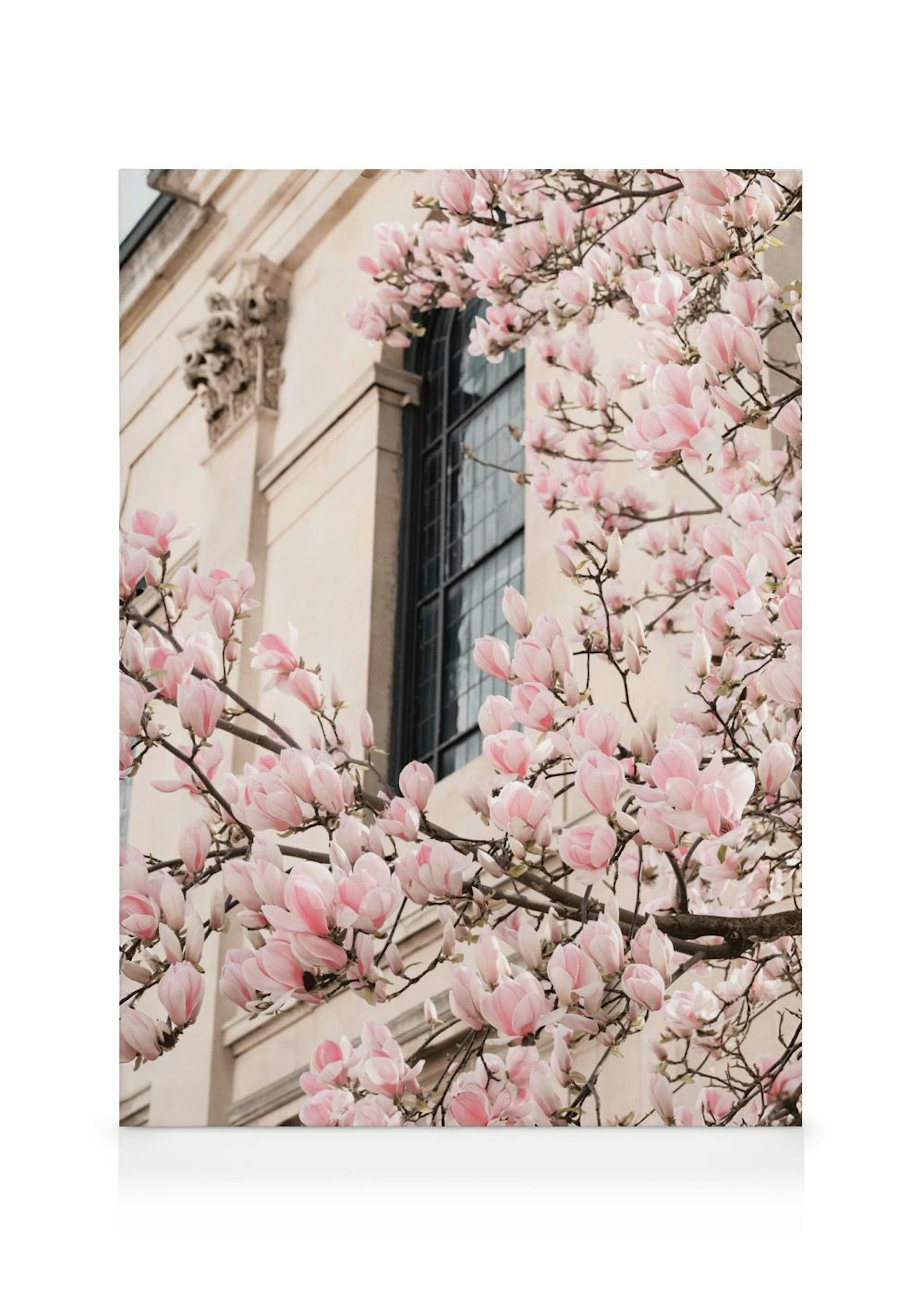 Różowa Magnolia Obraz na płótnie 0