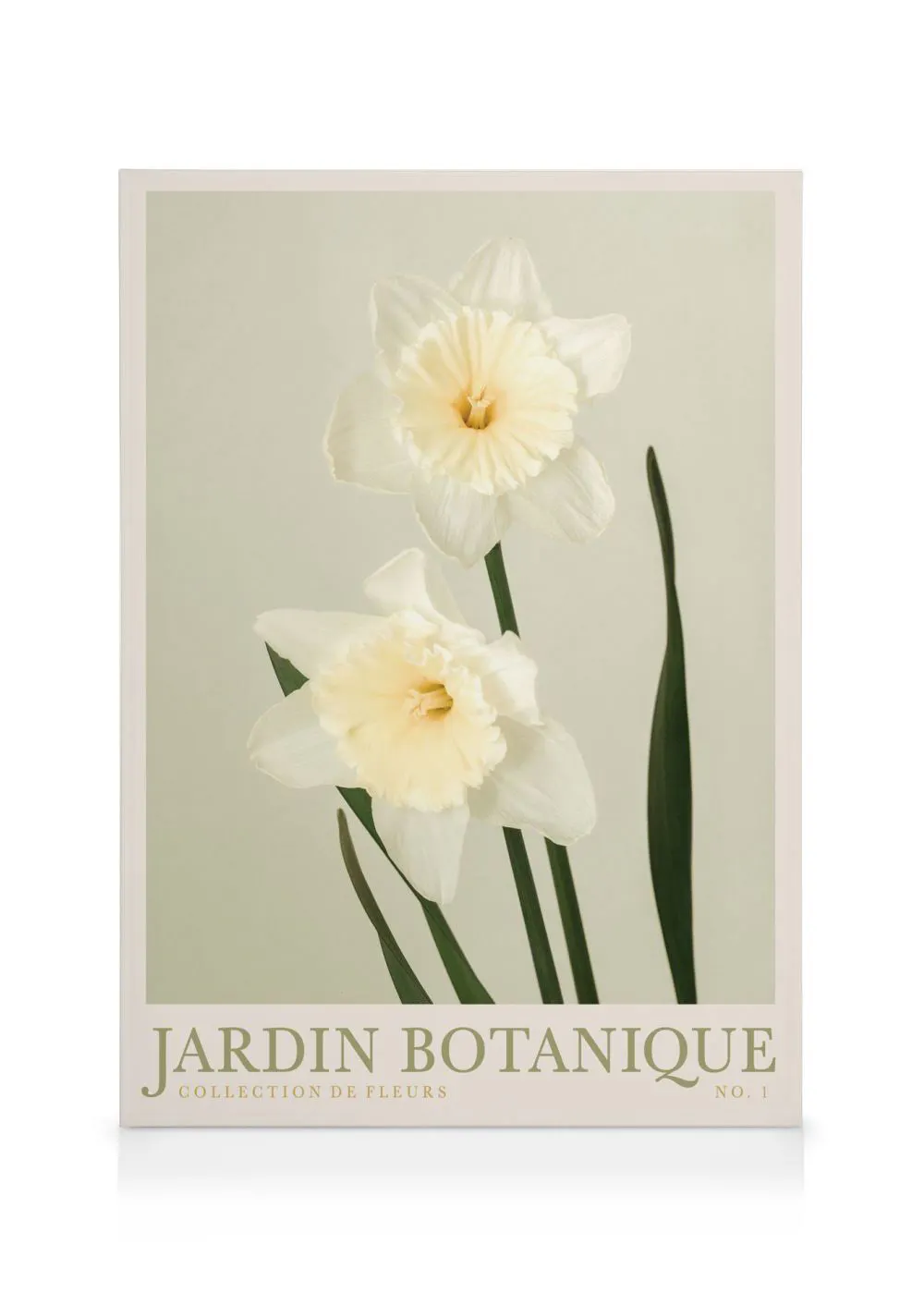 A canvas featuring two white and pale yellow daffodils with green stems on a light background, with Jardin Botanique text below.