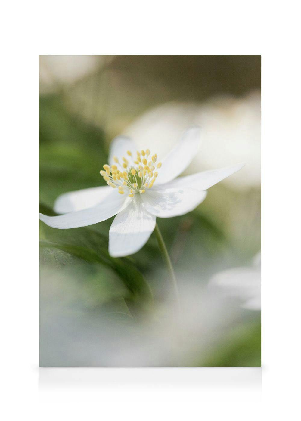 Wood Anemone Canvas (50x70 cm - Fotolijst Zwart) - Poster Store