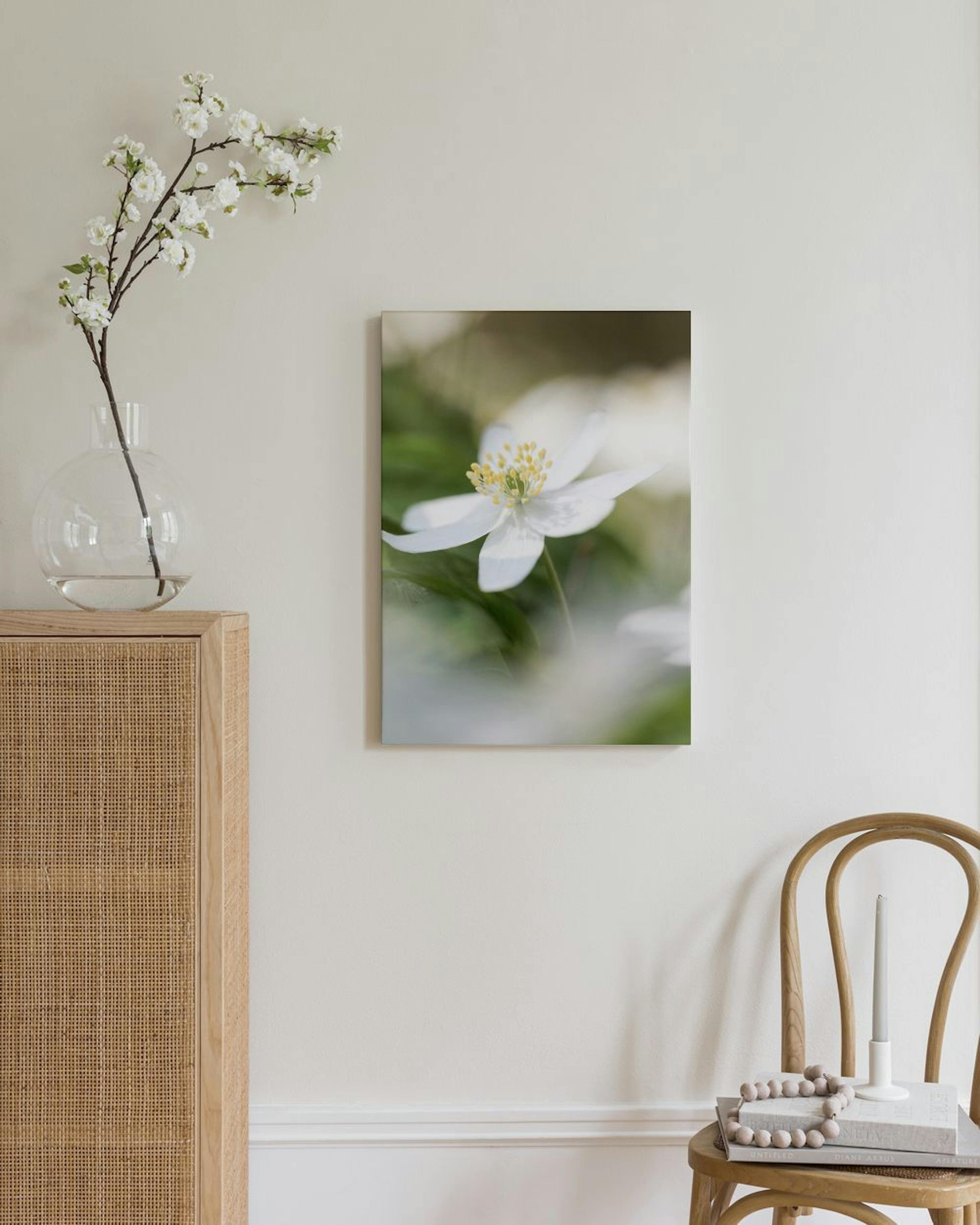 Wood Anemone Stampe su tela thumbnail