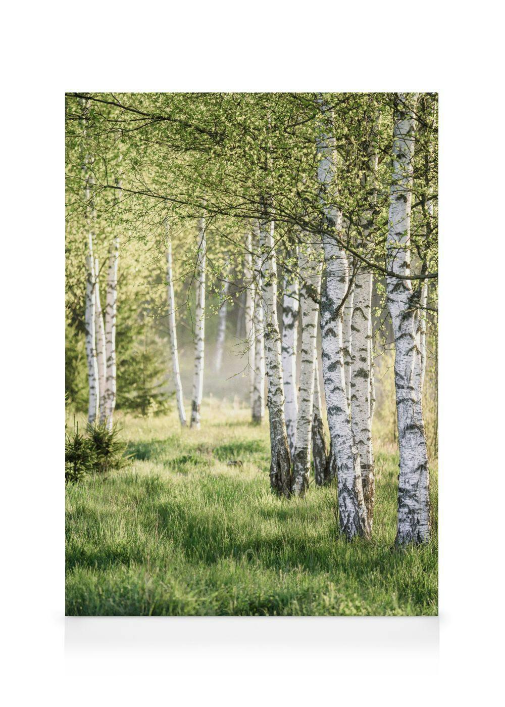 Wiosenny brzozowy las Obraz na płótnie (50x70 cm - Ramka dębowa) - Poster Store