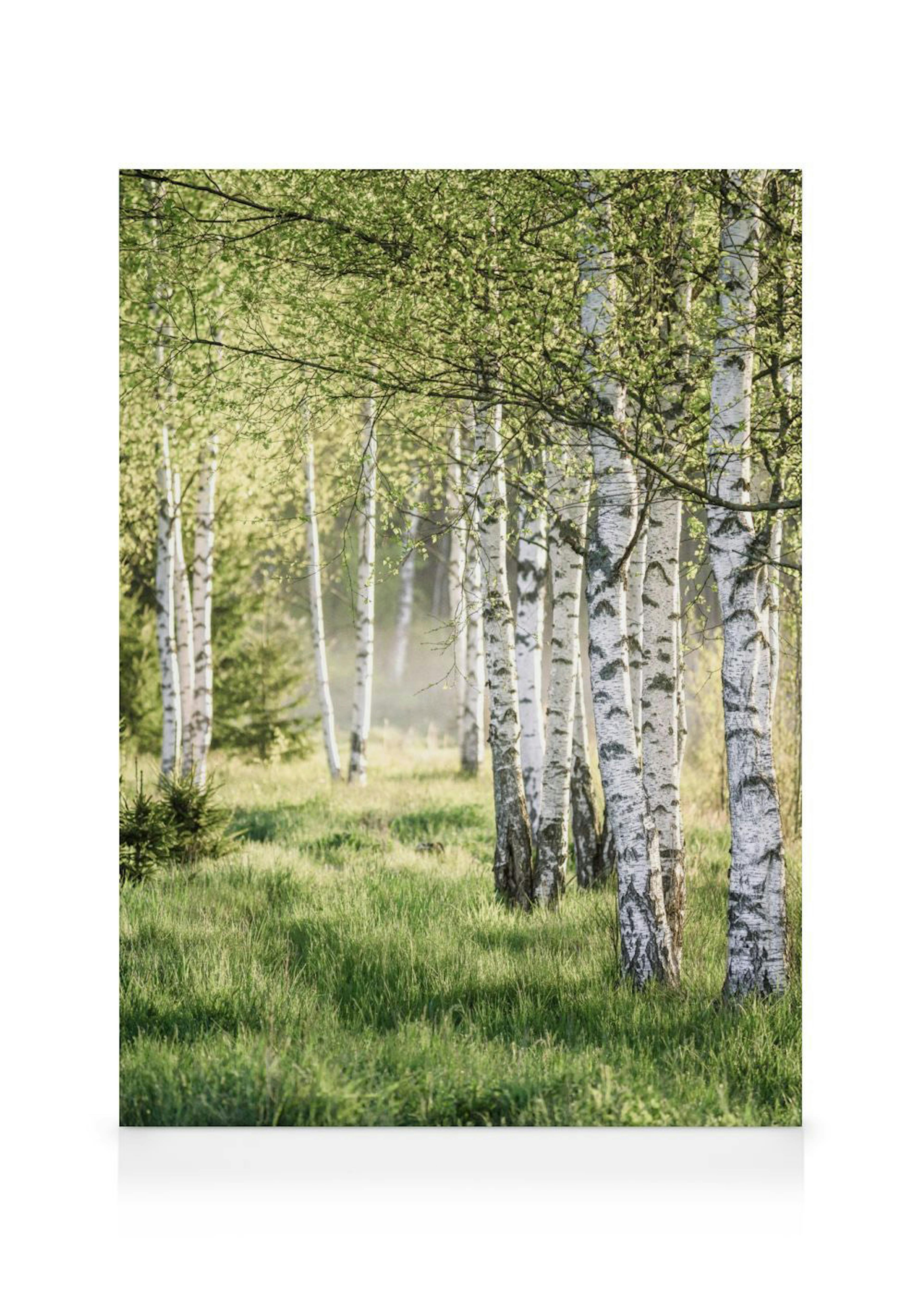 Björkskog på Våren Canvastavla 0