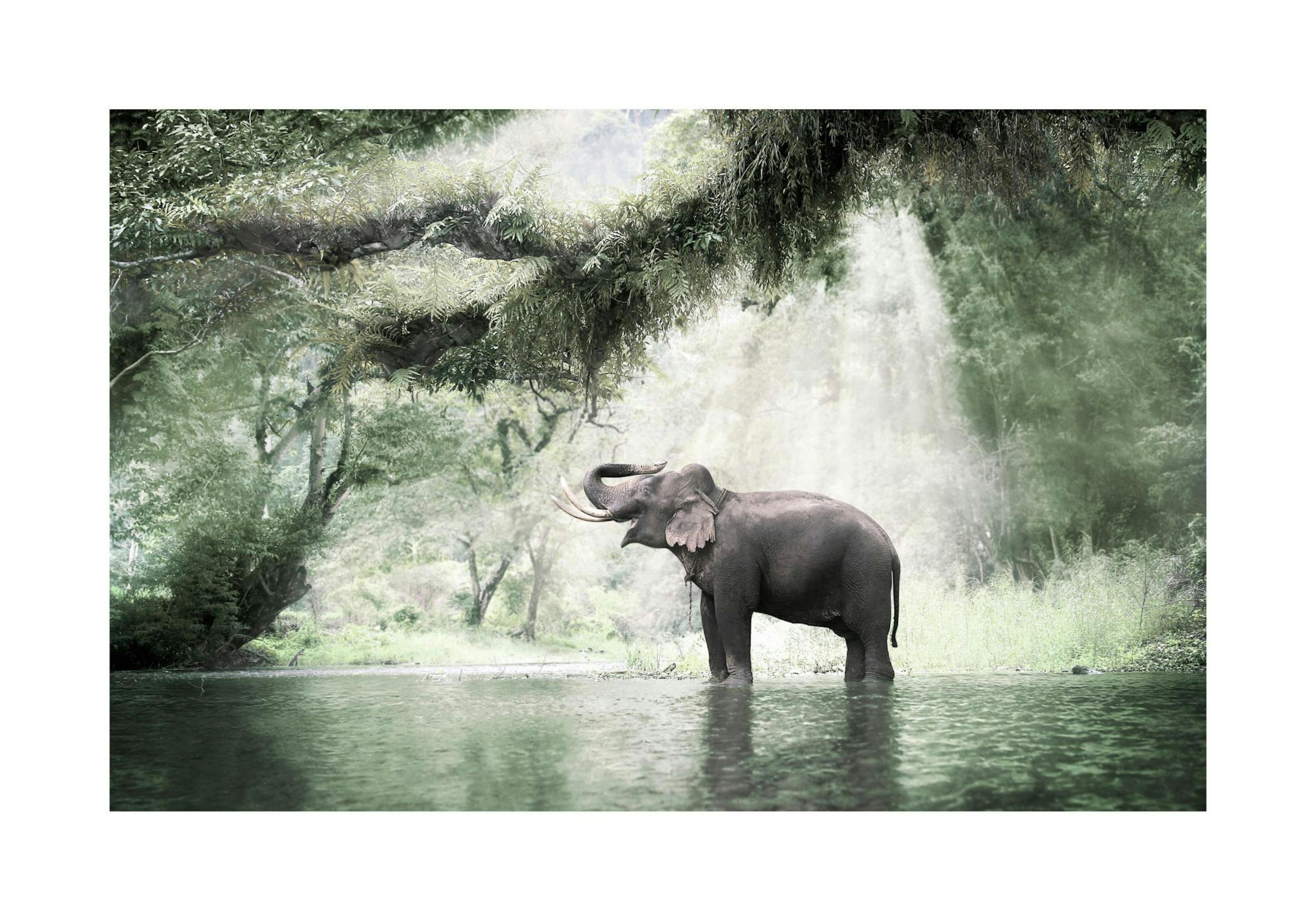Elefant i Junglen Plakat thumbnail