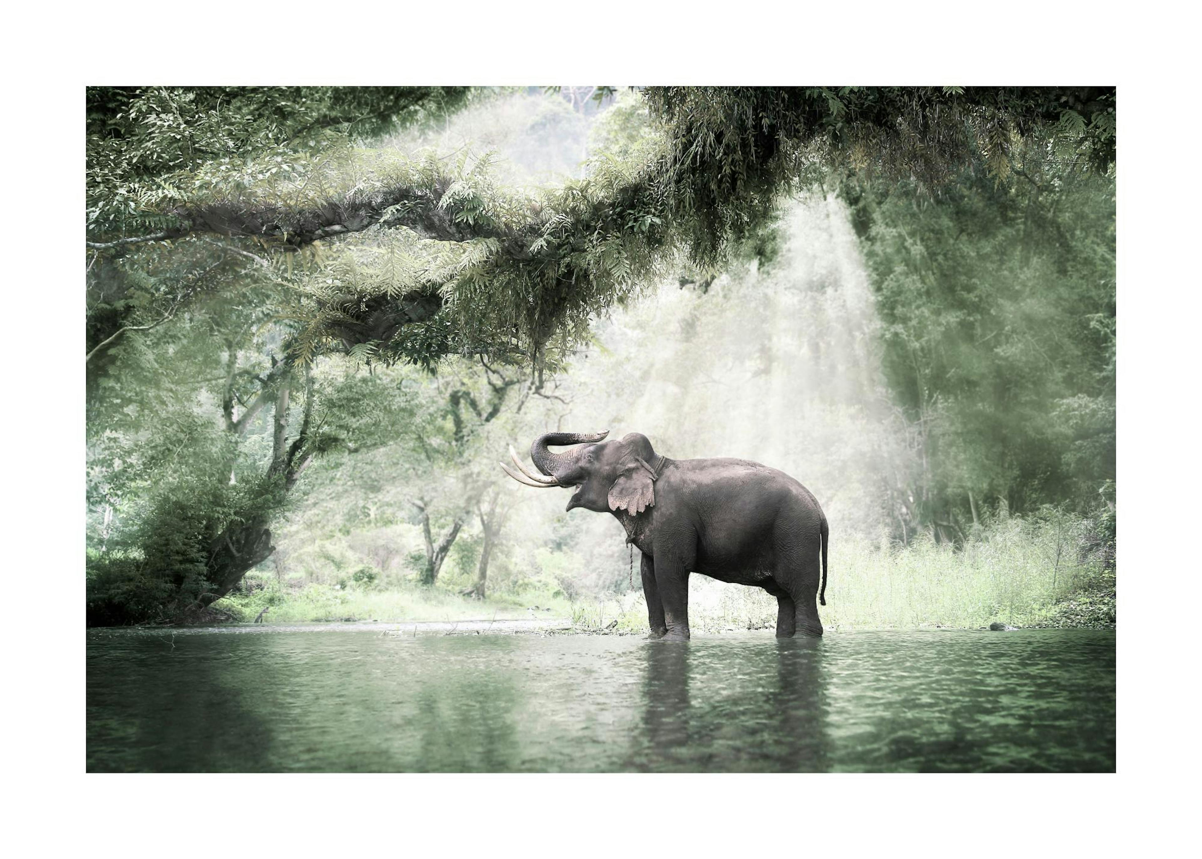 Elefant i Djungeln Poster 0