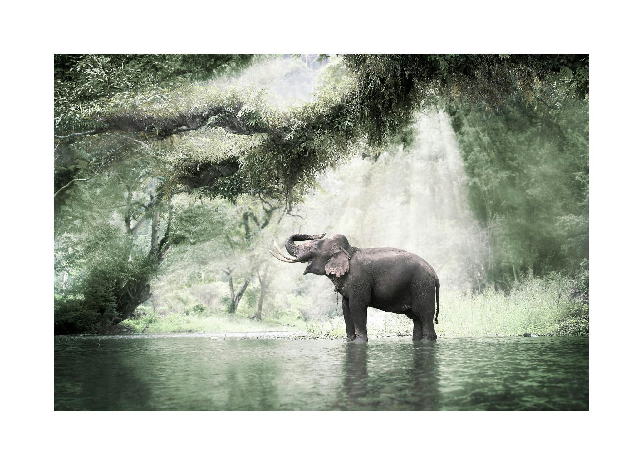 Olifant in de Jungle Poster (21x30 cm) - Poster Store