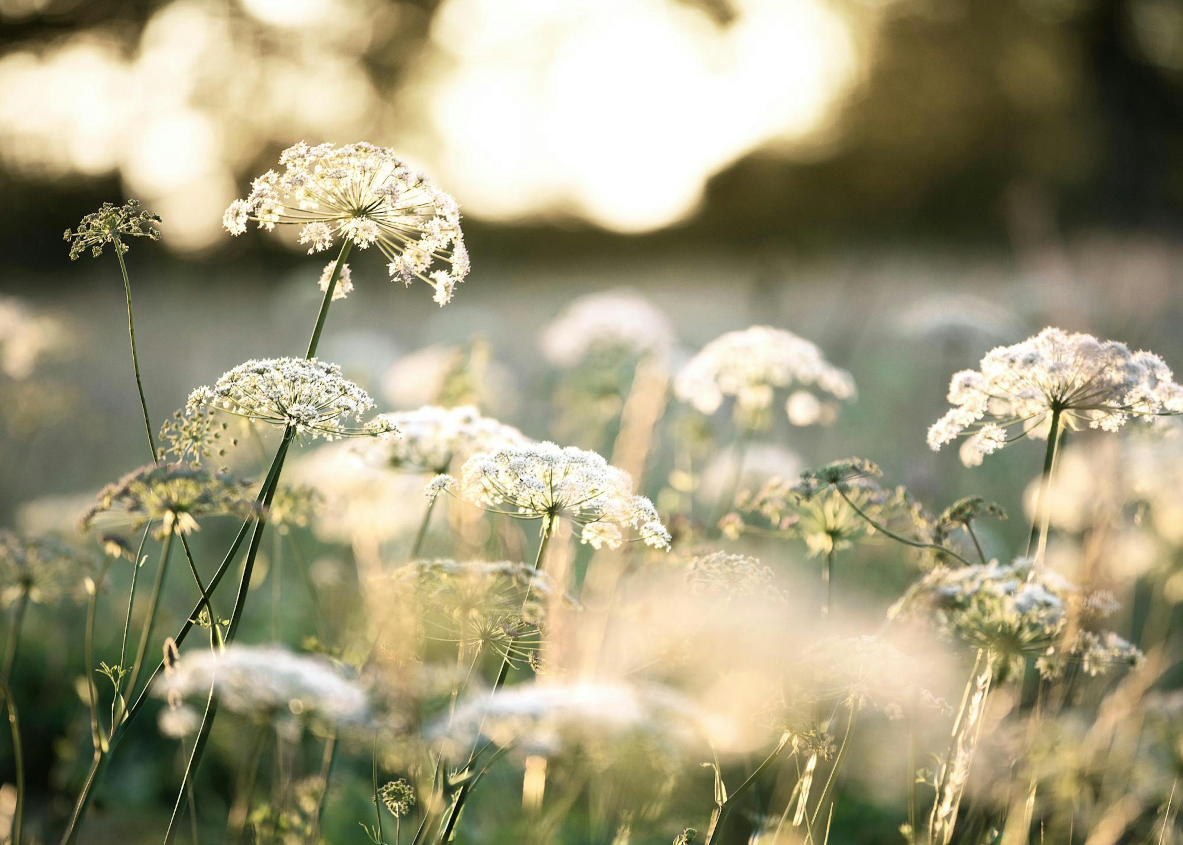 White Flowers in Sunlight Poster 0