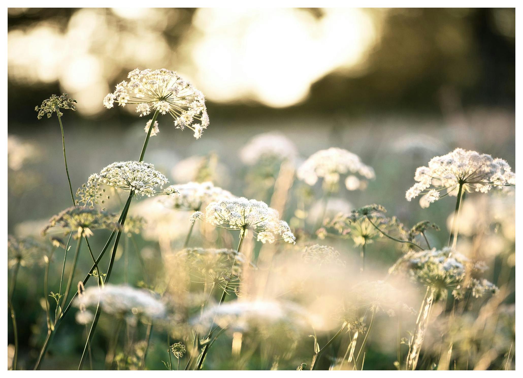 Hvite Blomster i Sollys Poster (50x70 cm) - Poster Store