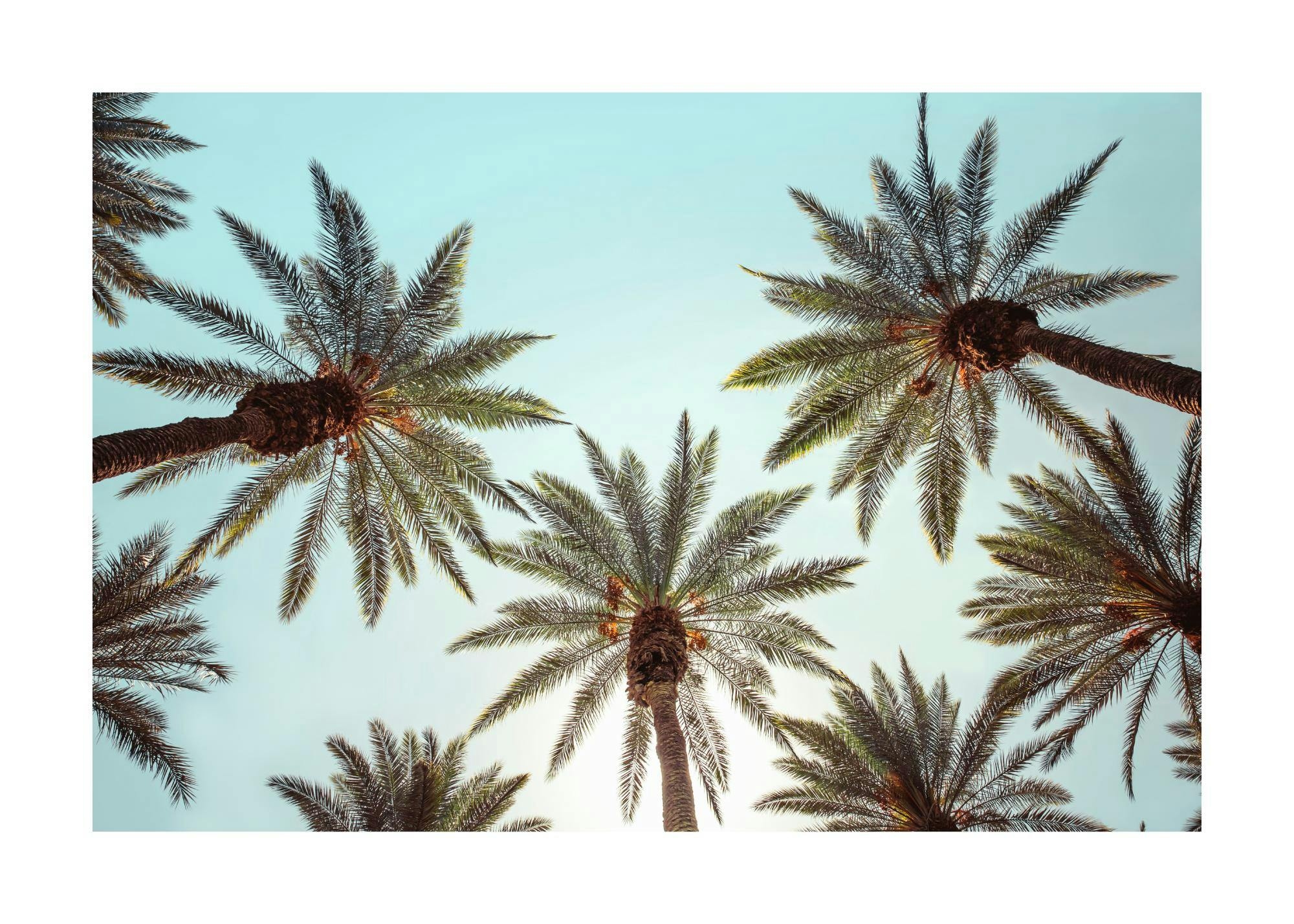 Bajo las Palmeras Póster 0