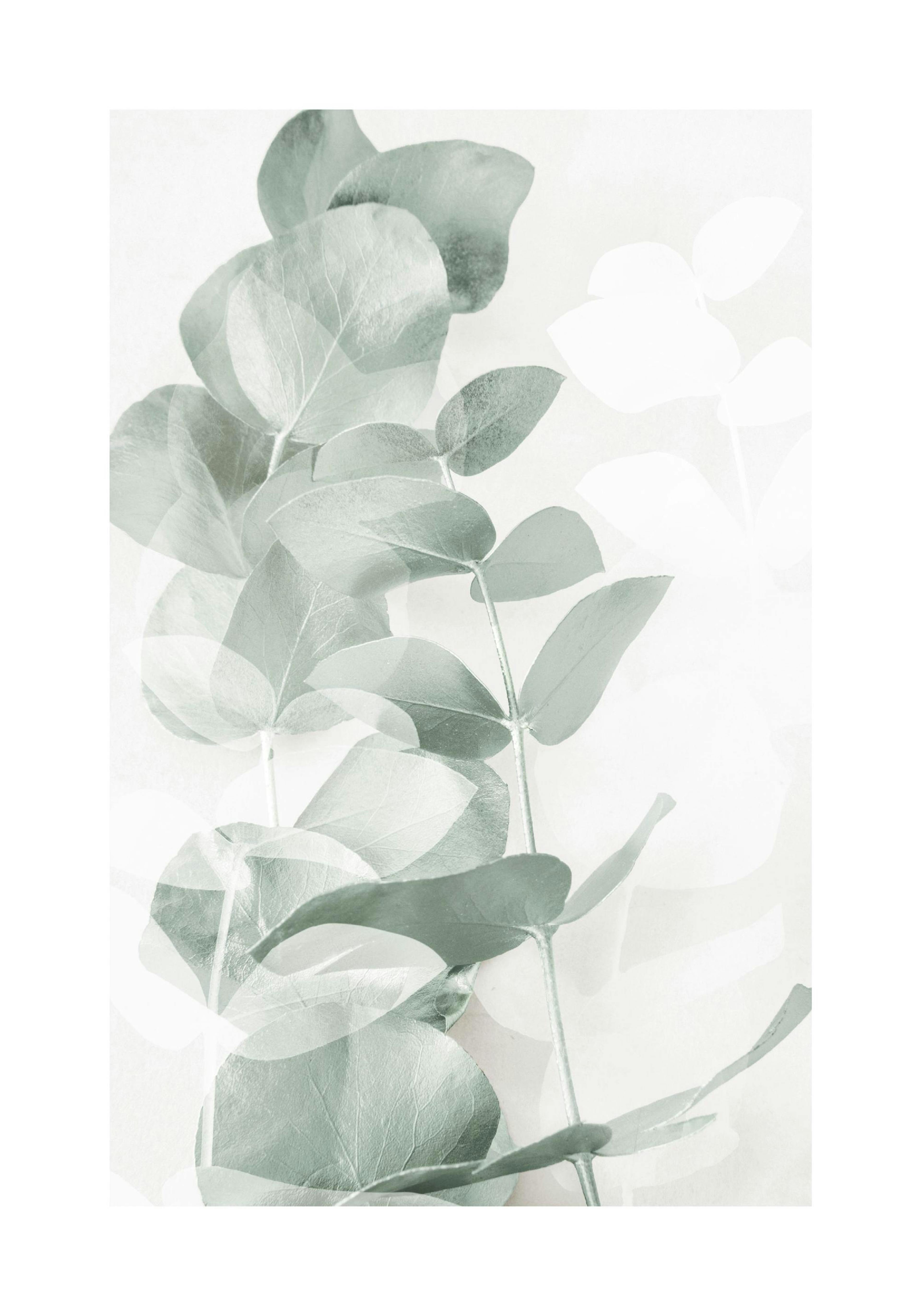 Eucalyptus Shades No1 Poster thumbnail