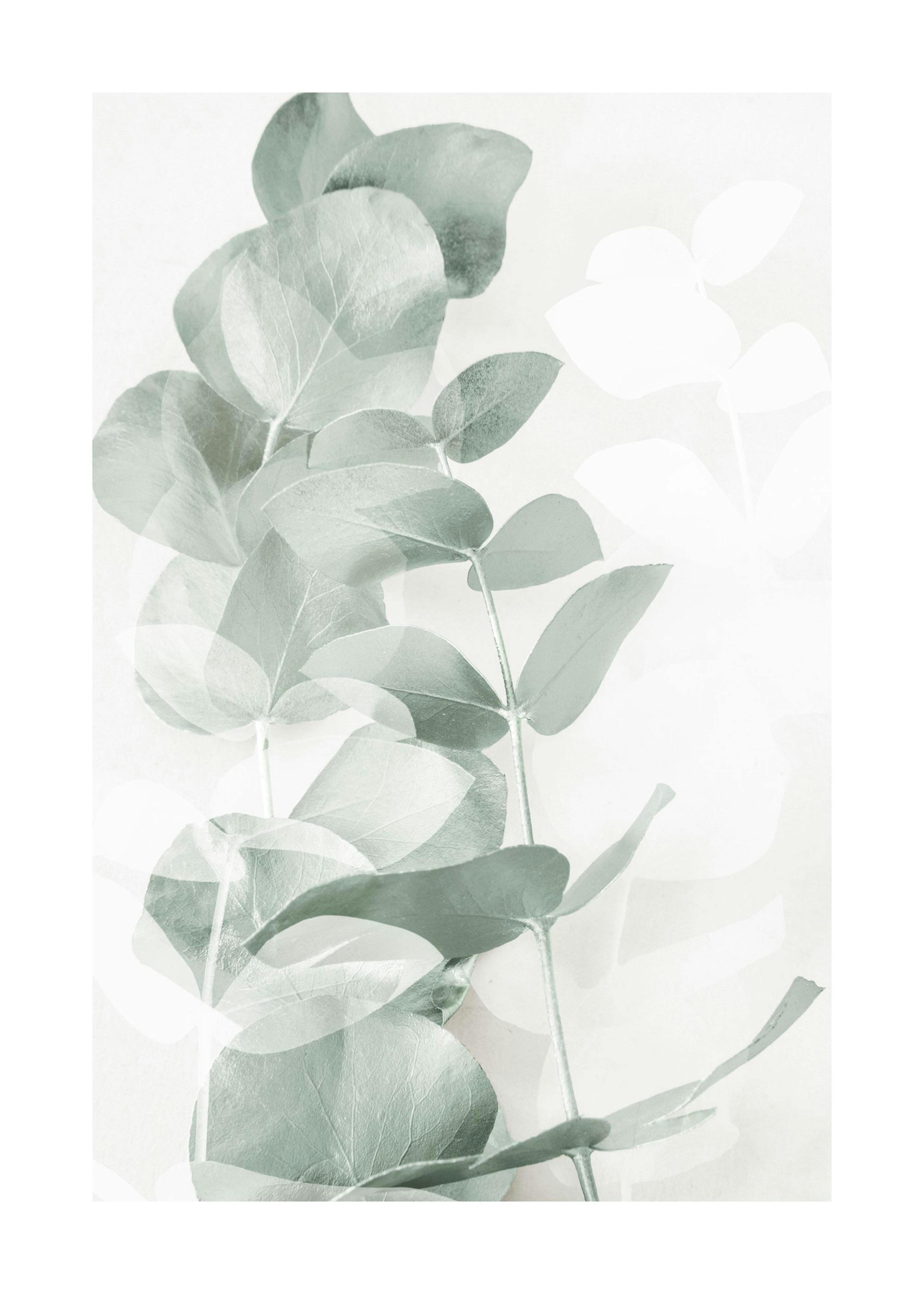 Eukalyptusformen Nr1 Poster 0