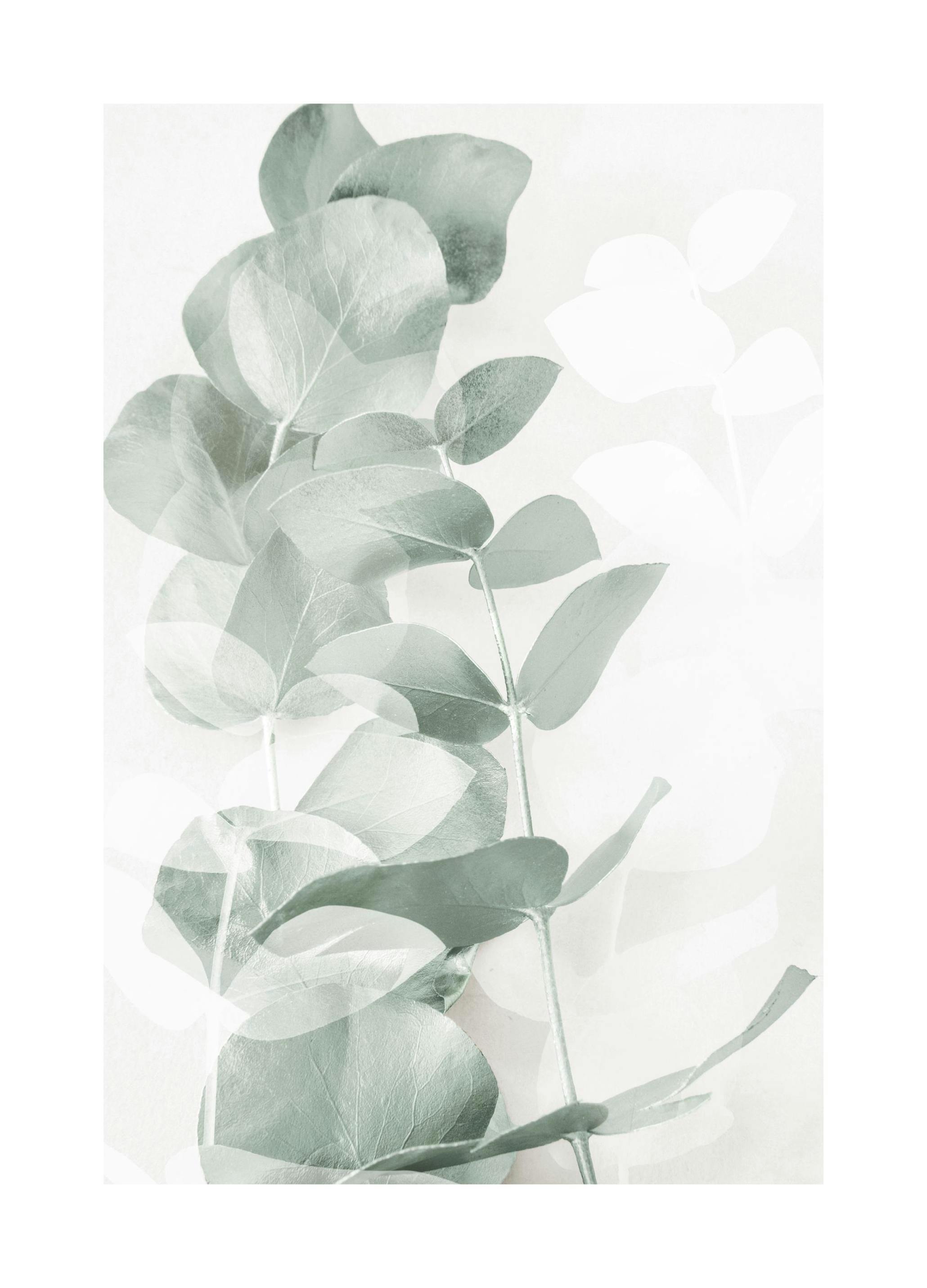 Plakat Eukaliptus No1 (21x30 cm) - Poster Store