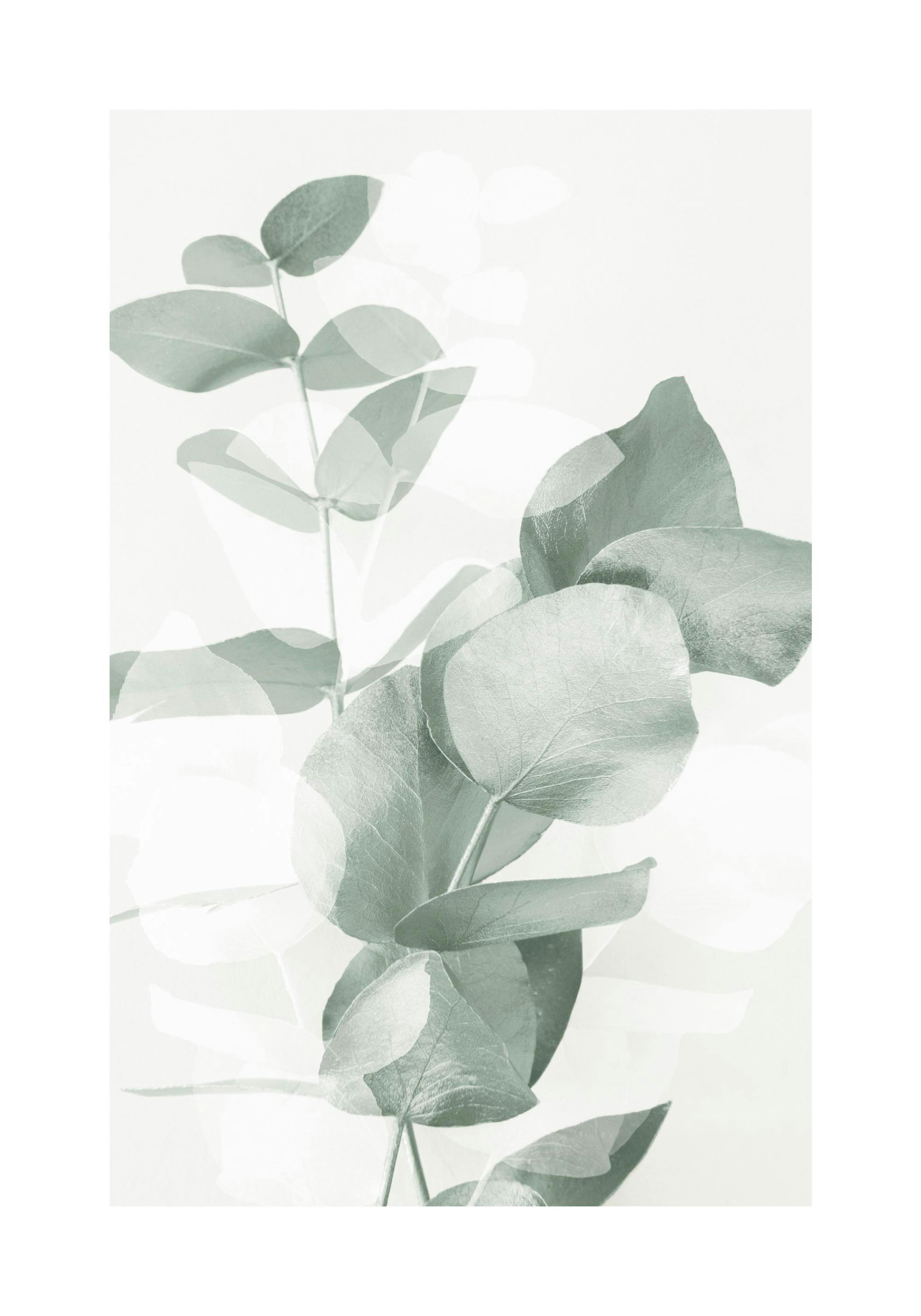 Eucalyptus Shades No2 Poster thumbnail