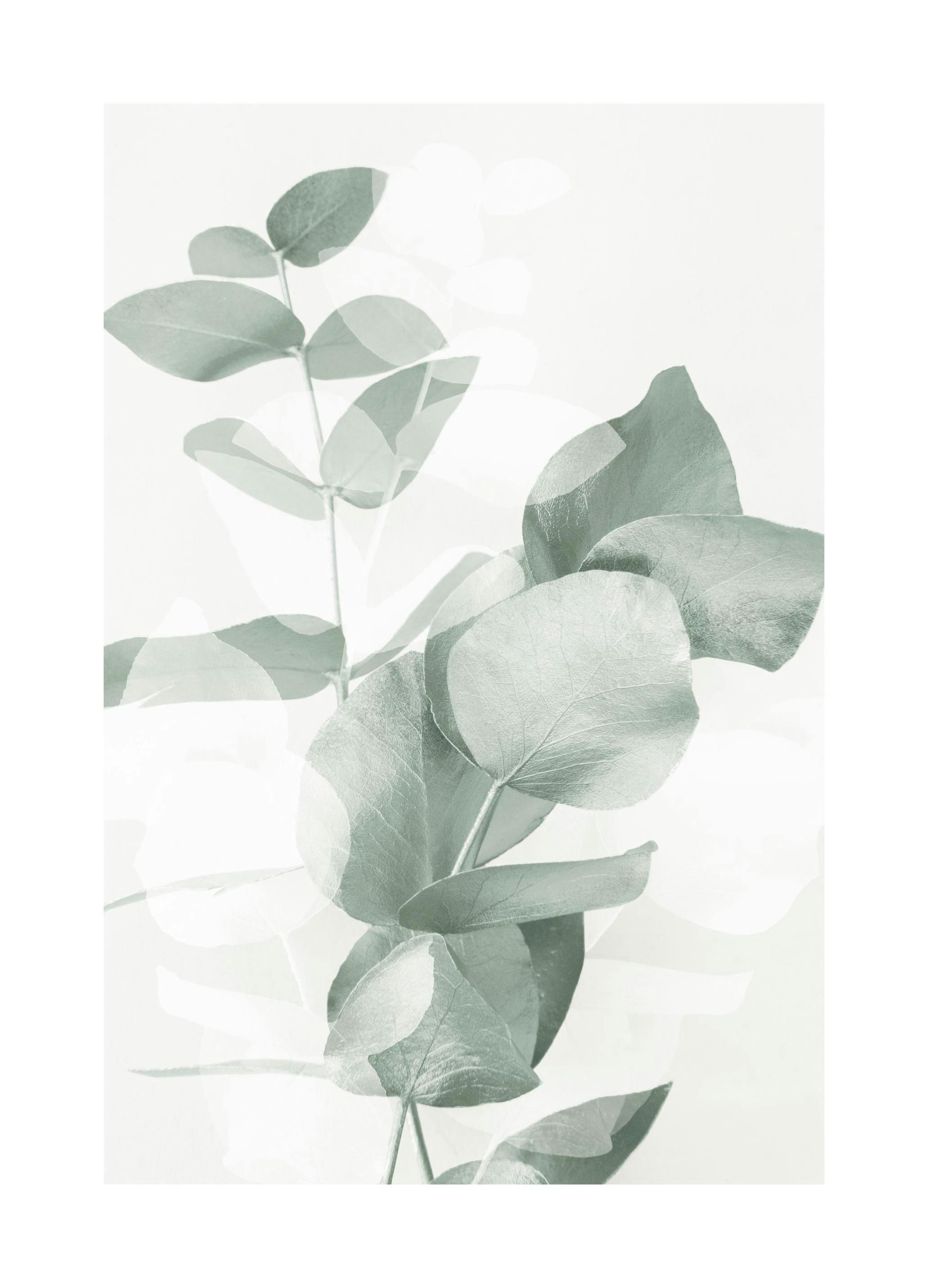 Prints Eucalyptus Shades No2 Poster (21x30 cm) - Poster Store