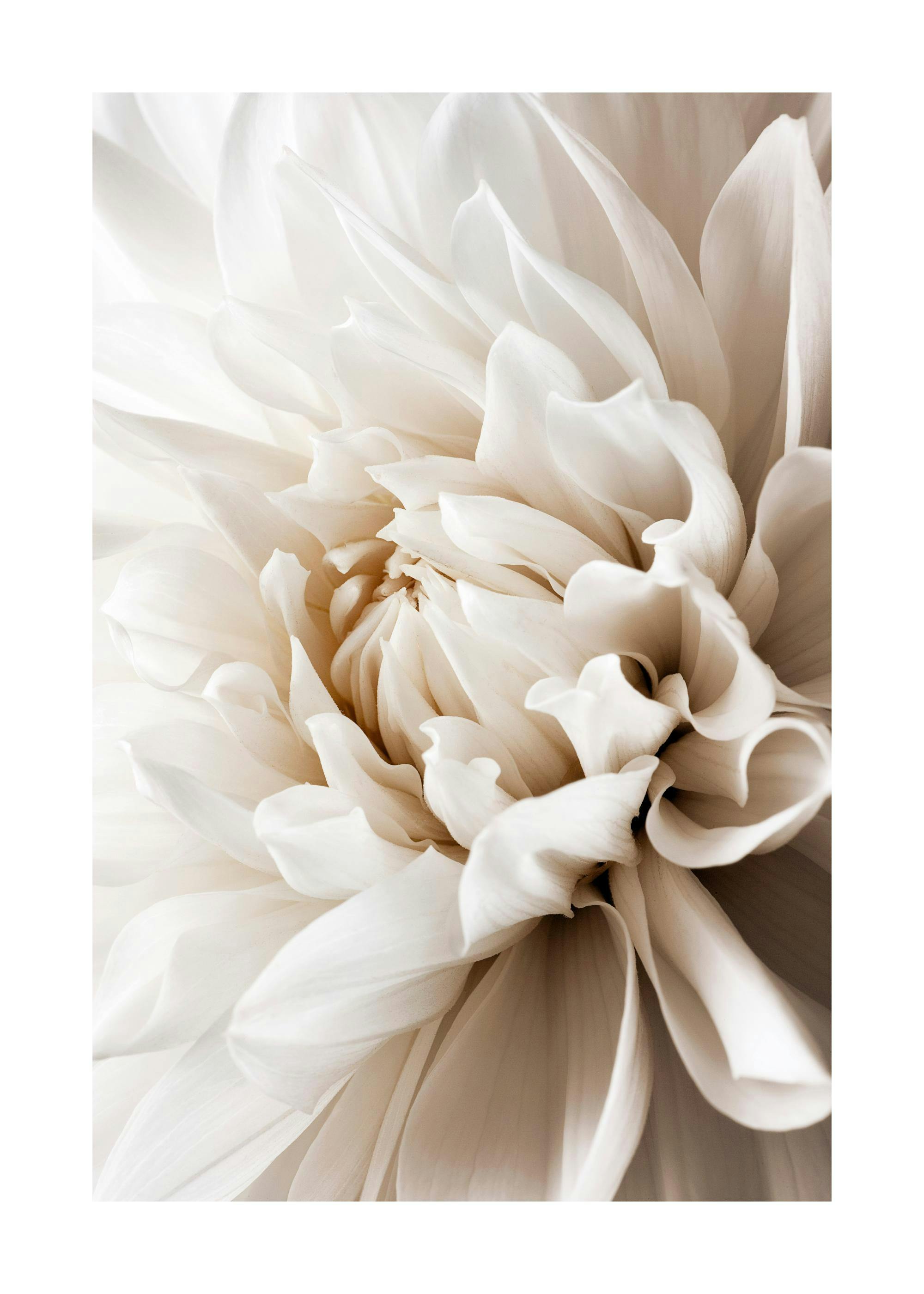 Dahlia Blanc Poster 0