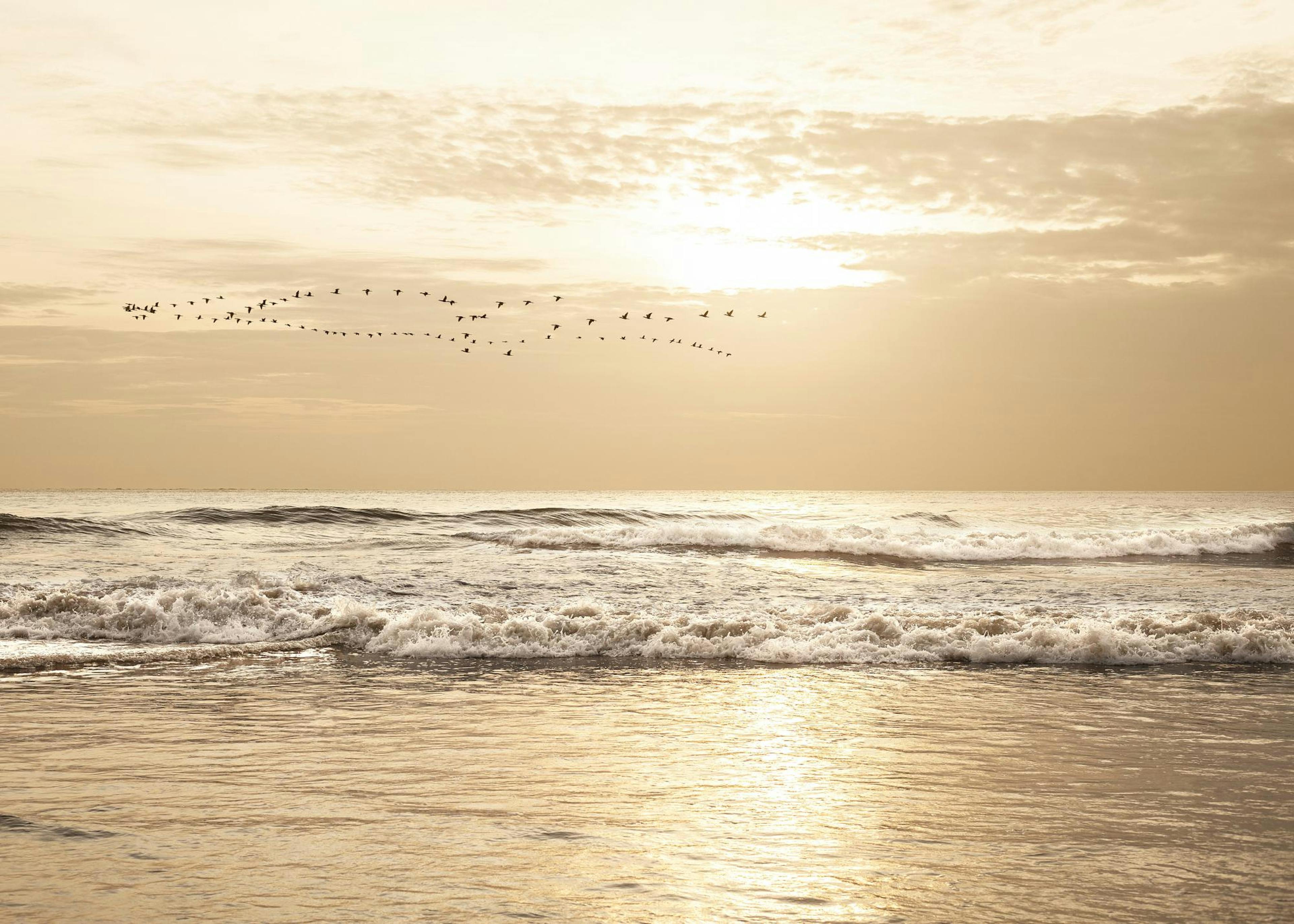 Golden Ocean Sunset Poster 0