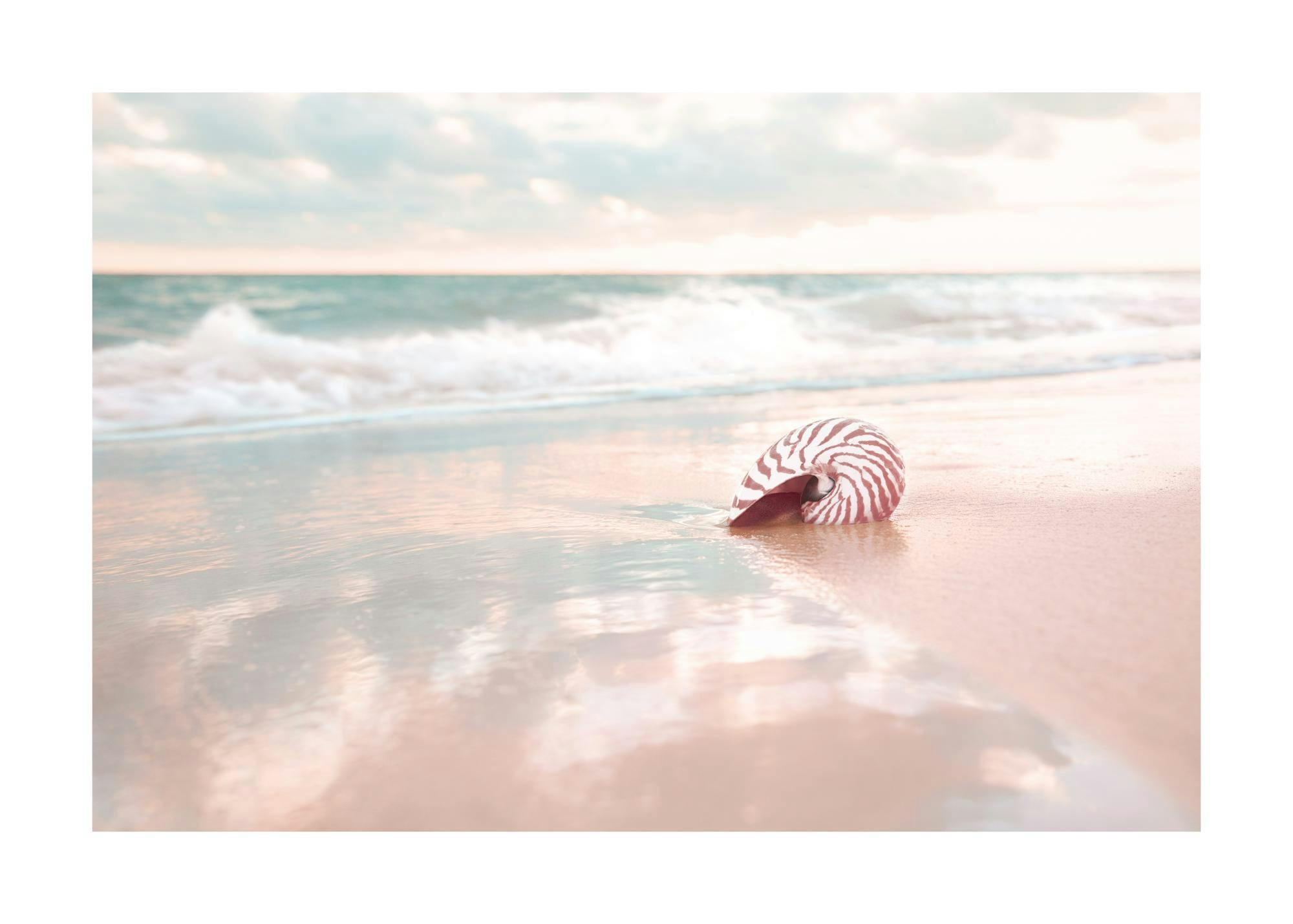Seashell on Beach Poster 0