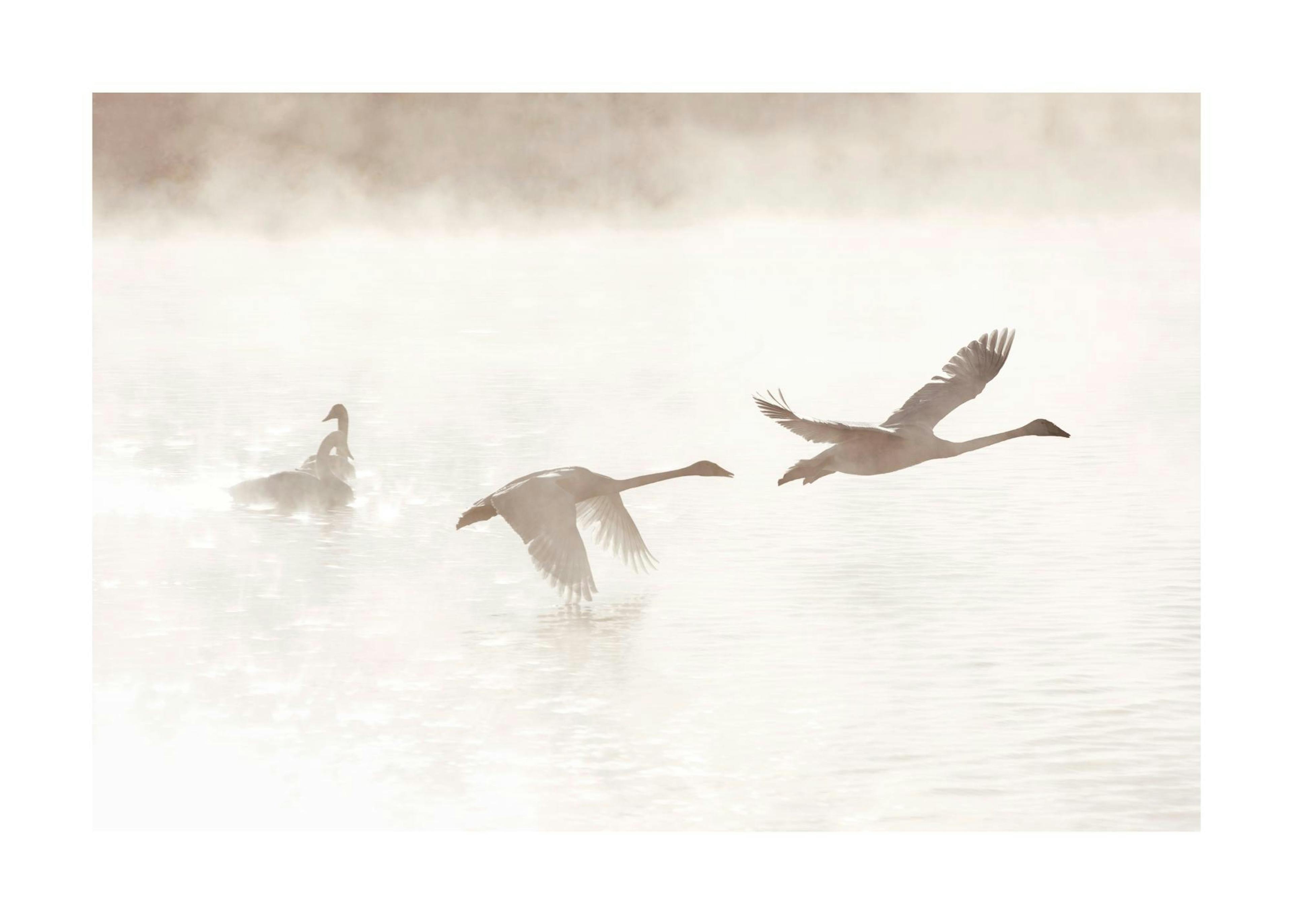Lac des Cignes au Matin Poster 0