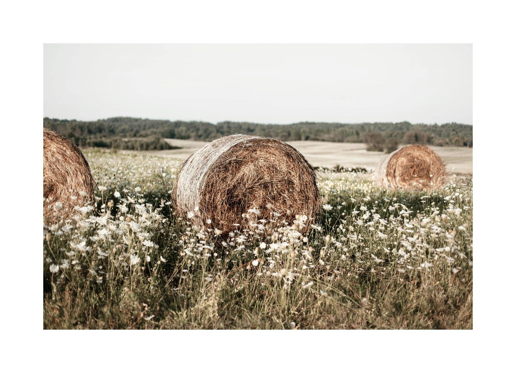 Hö på Äng Poster (50x70 cm) - Poster Store