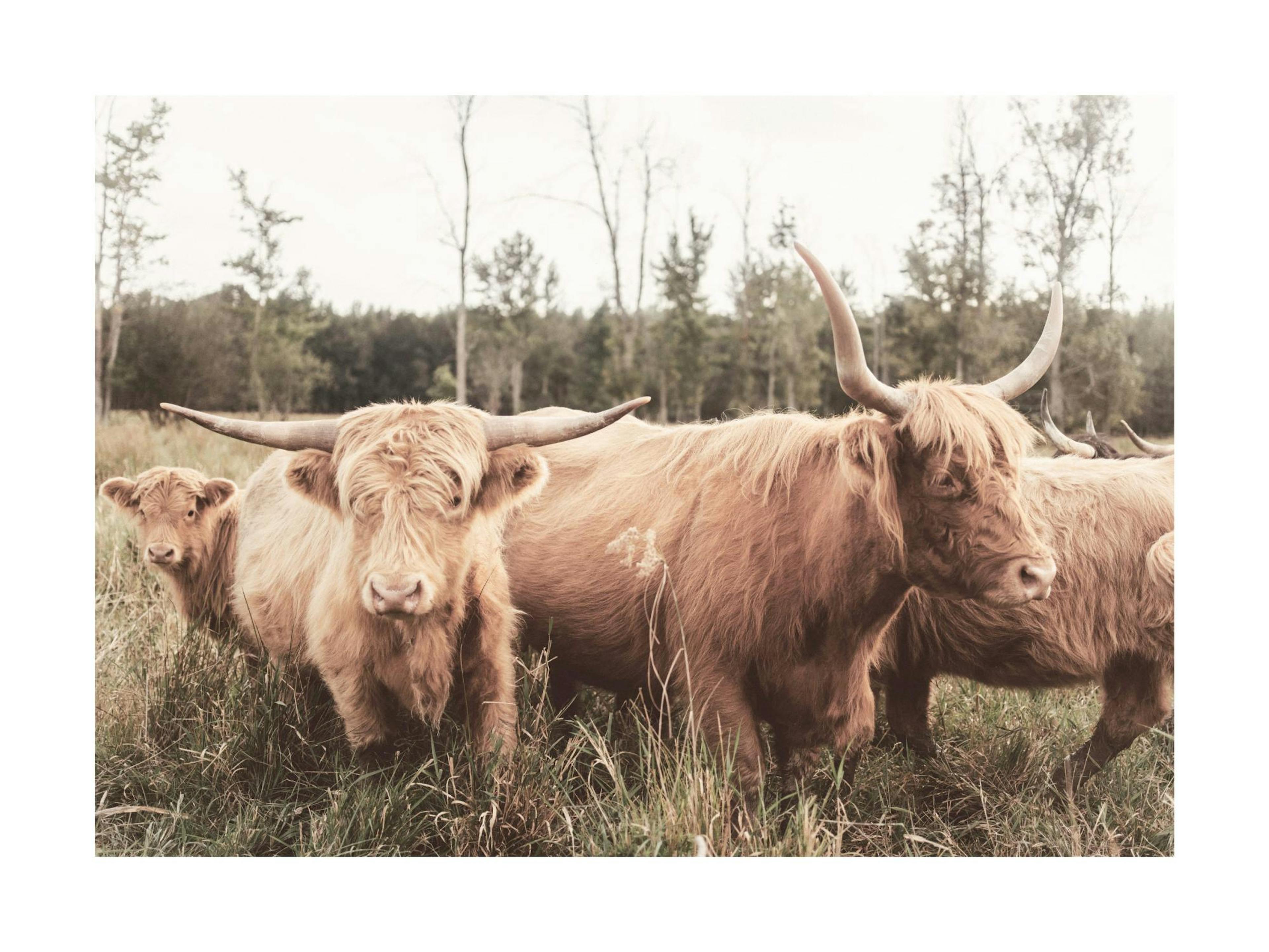 Highland Cattle Flock Poster thumbnail