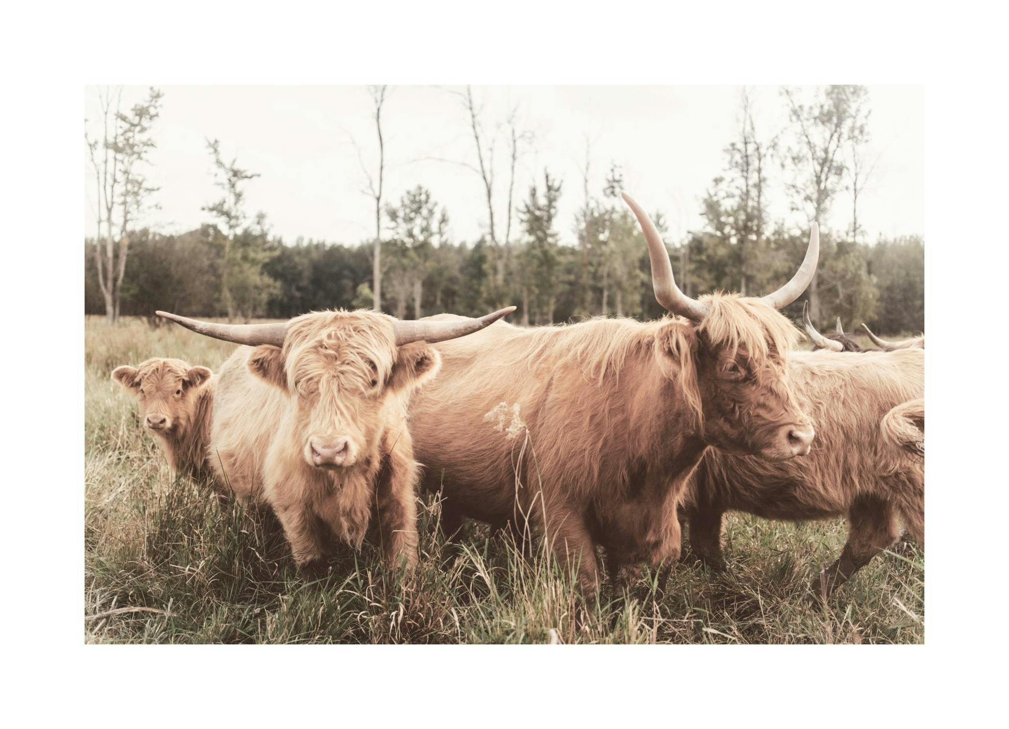 Highland Cattle Flock Poster (30x40 cm) - Poster Store