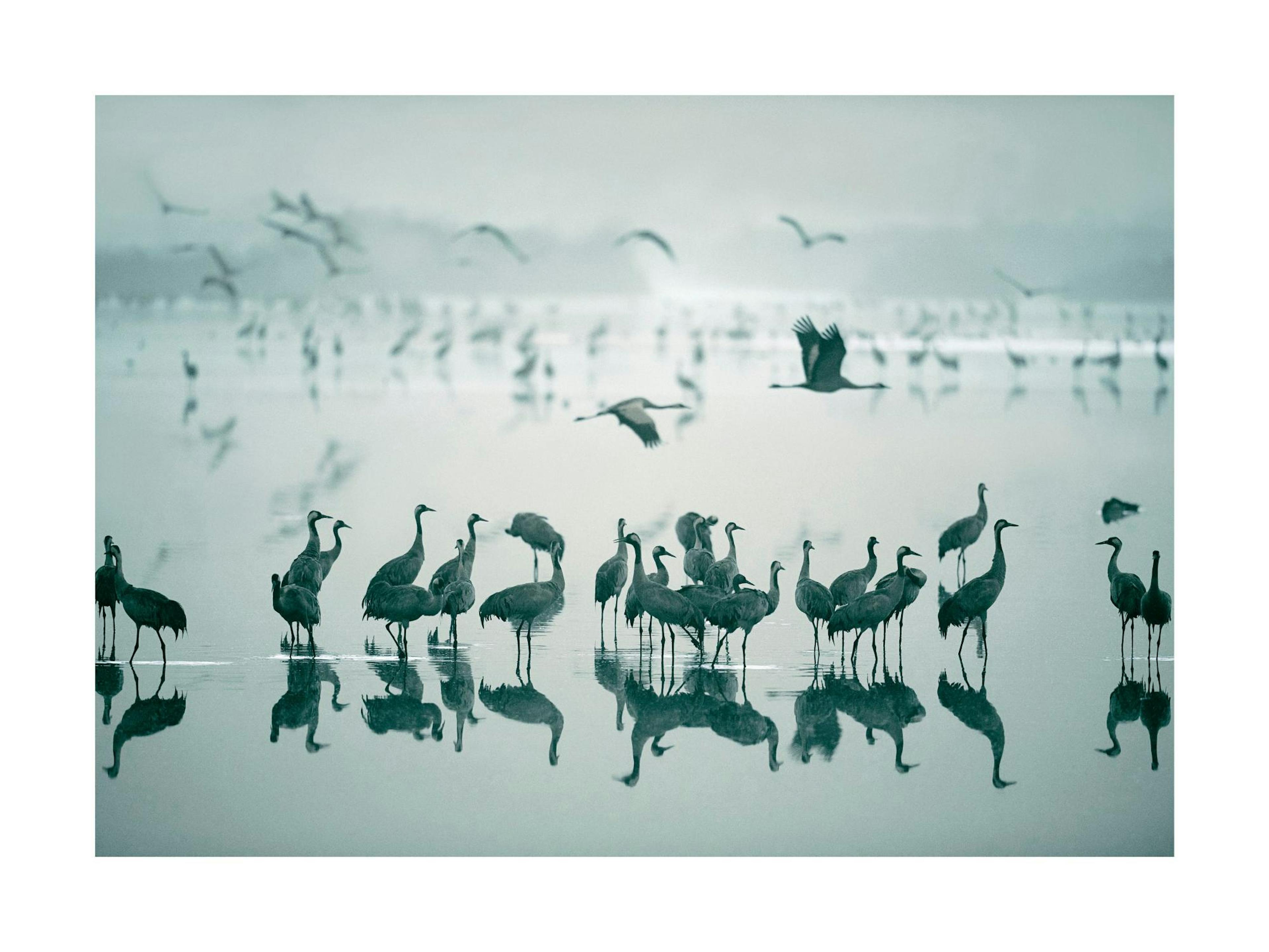 Cranes on Morning Lake Poster thumbnail