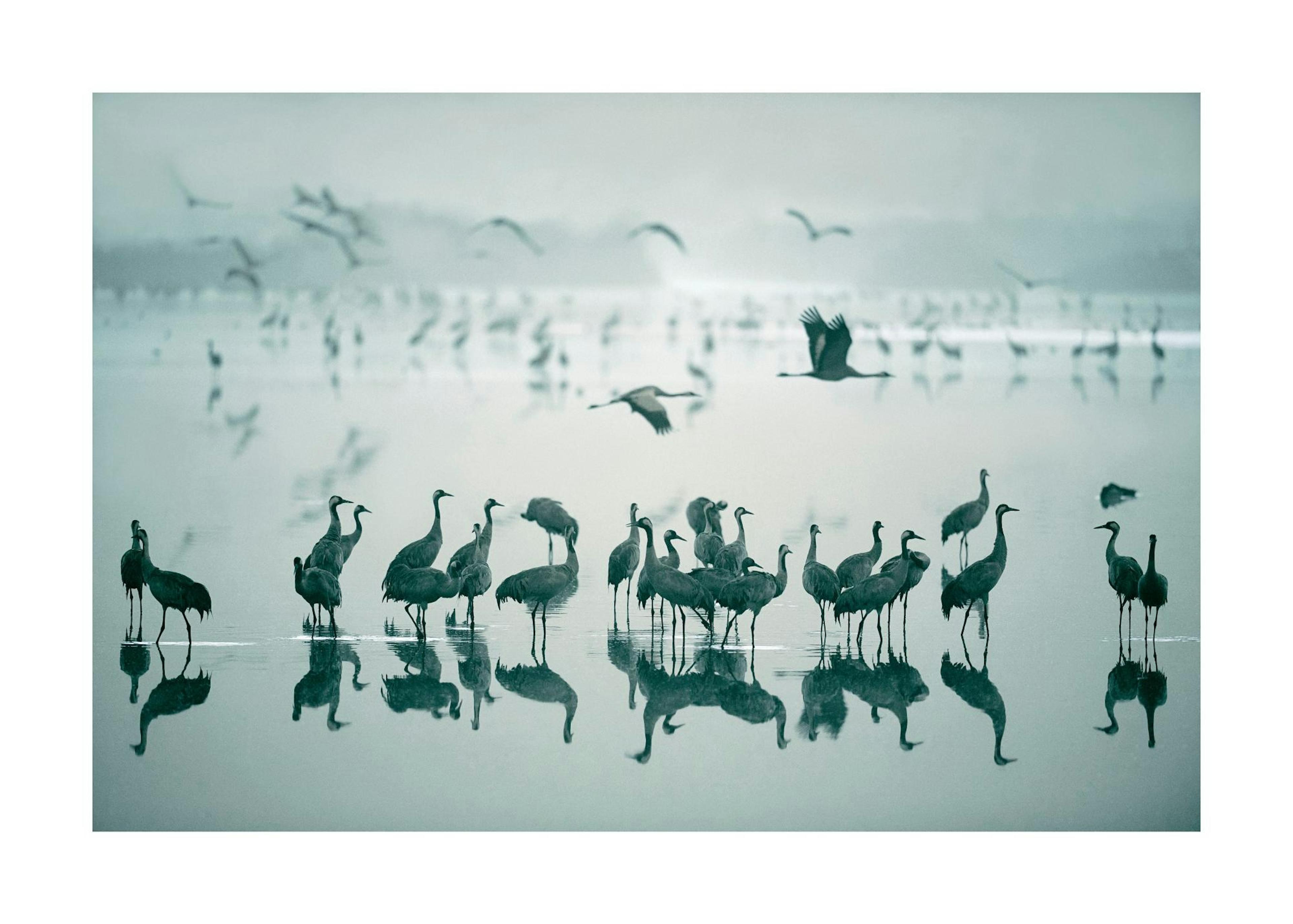 Cranes on Morning Lake Poster 0