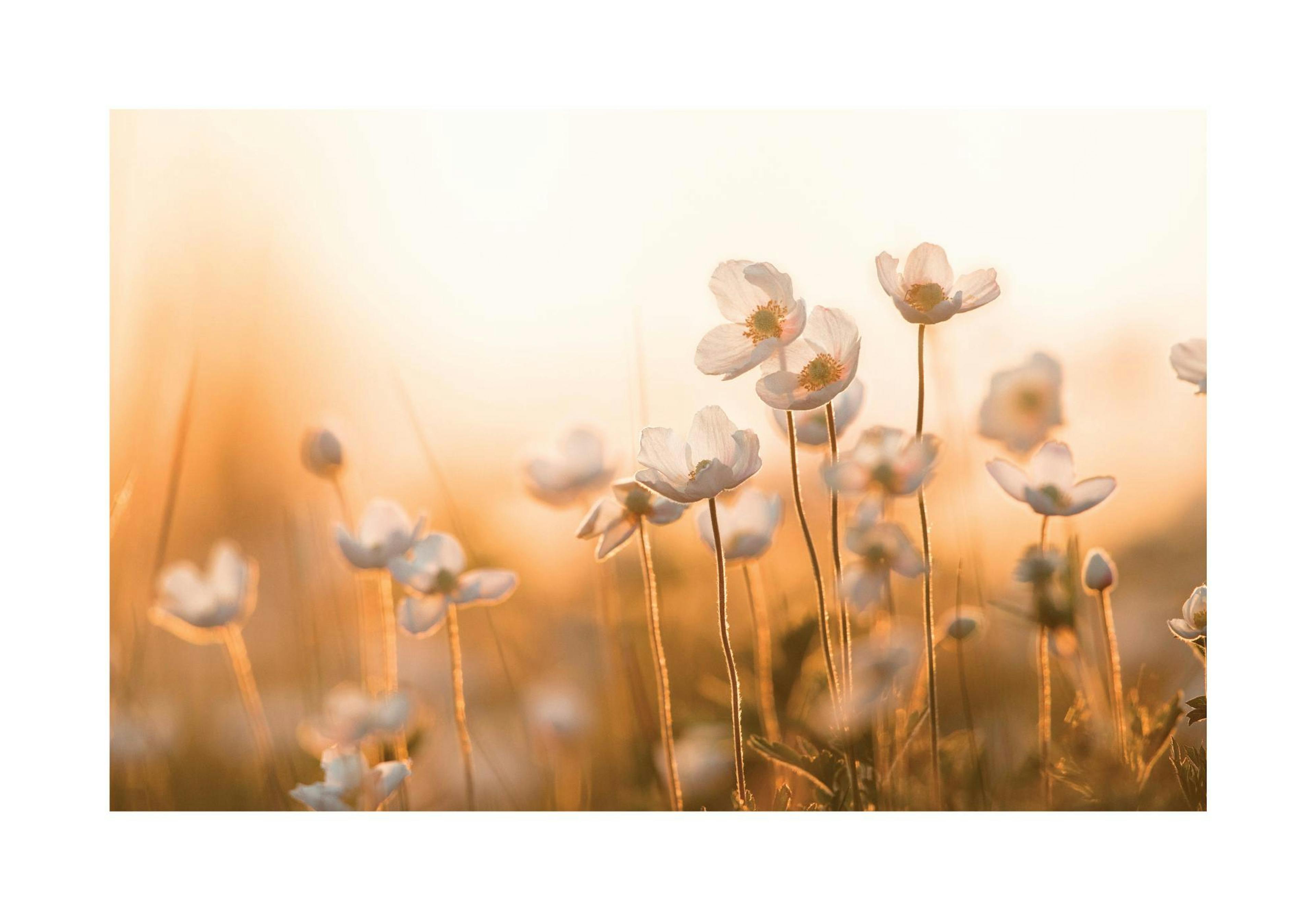 Wilde bloemen in Sunset Poster thumbnail