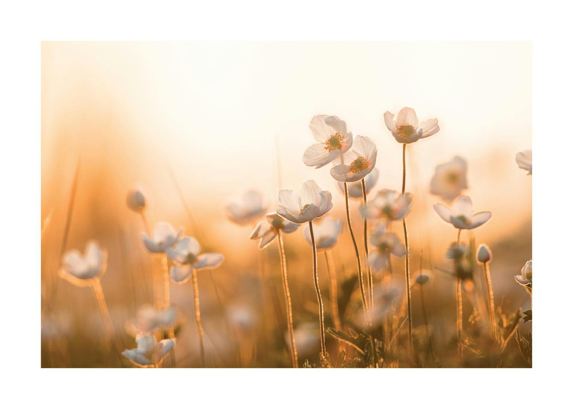 Wildflowers in Sunset Poster 0