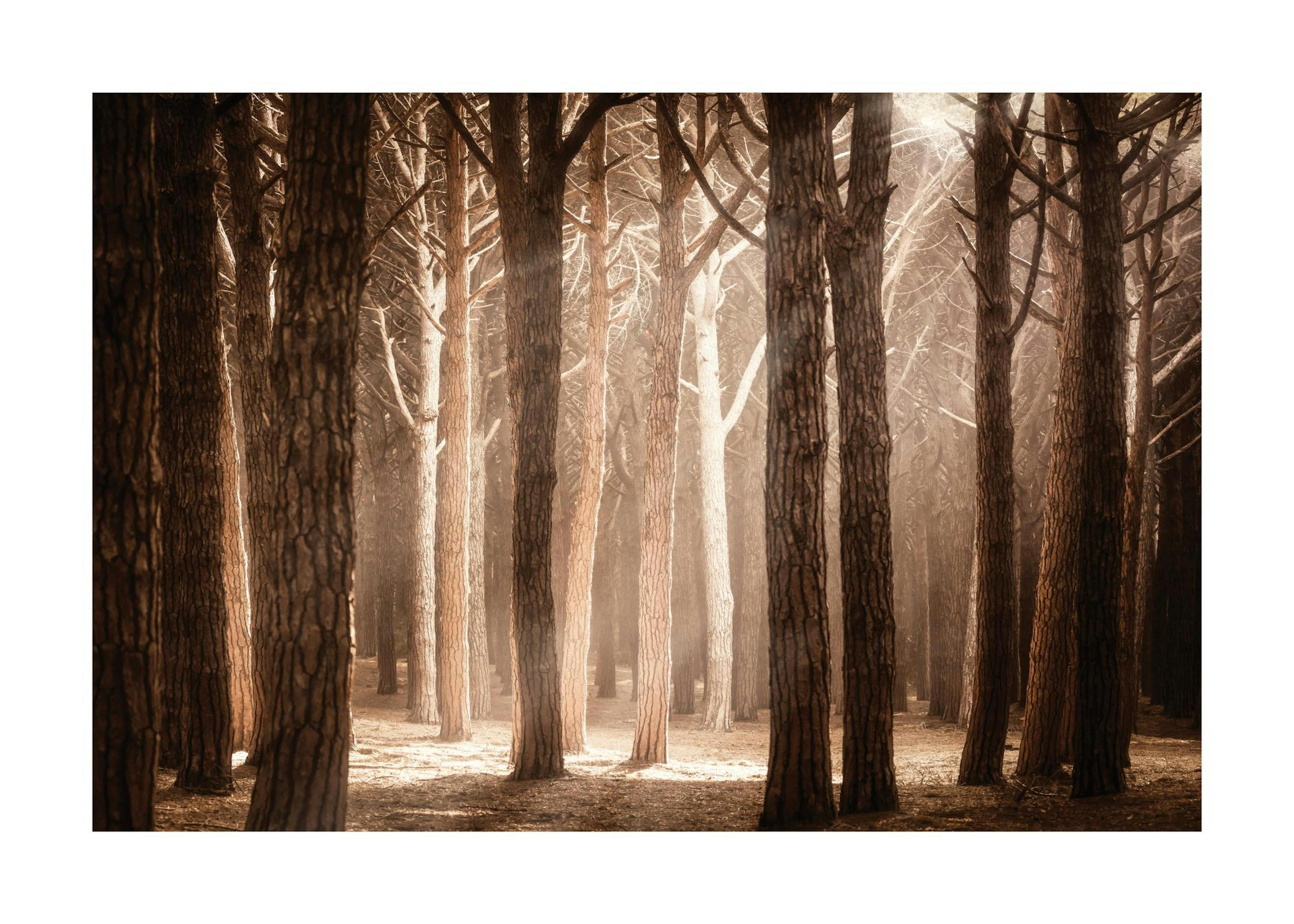 Magisch Bos Zonlicht Poster 0