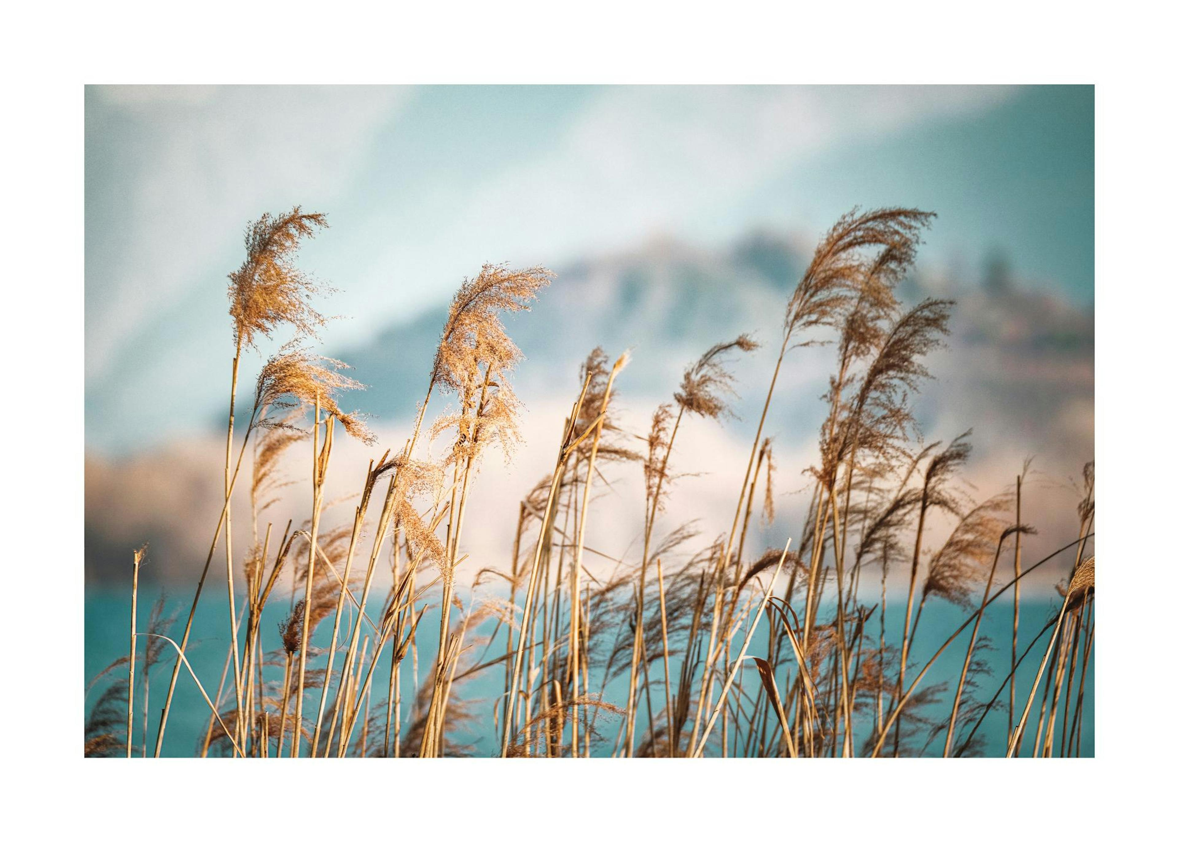 Reeds by the Lake Poster 0