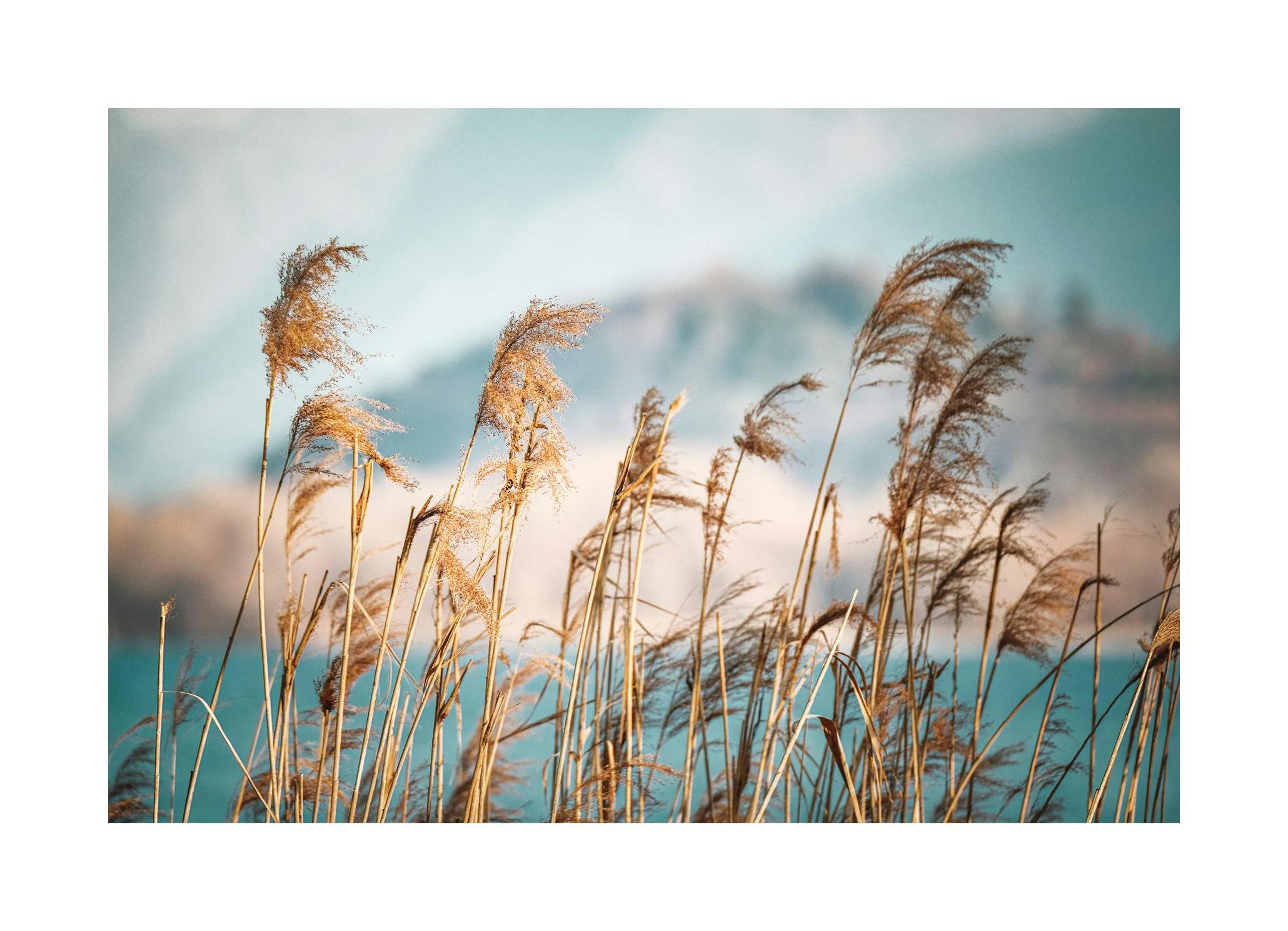 Reeds by the Lake Poster (21x30 cm) - Poster Store