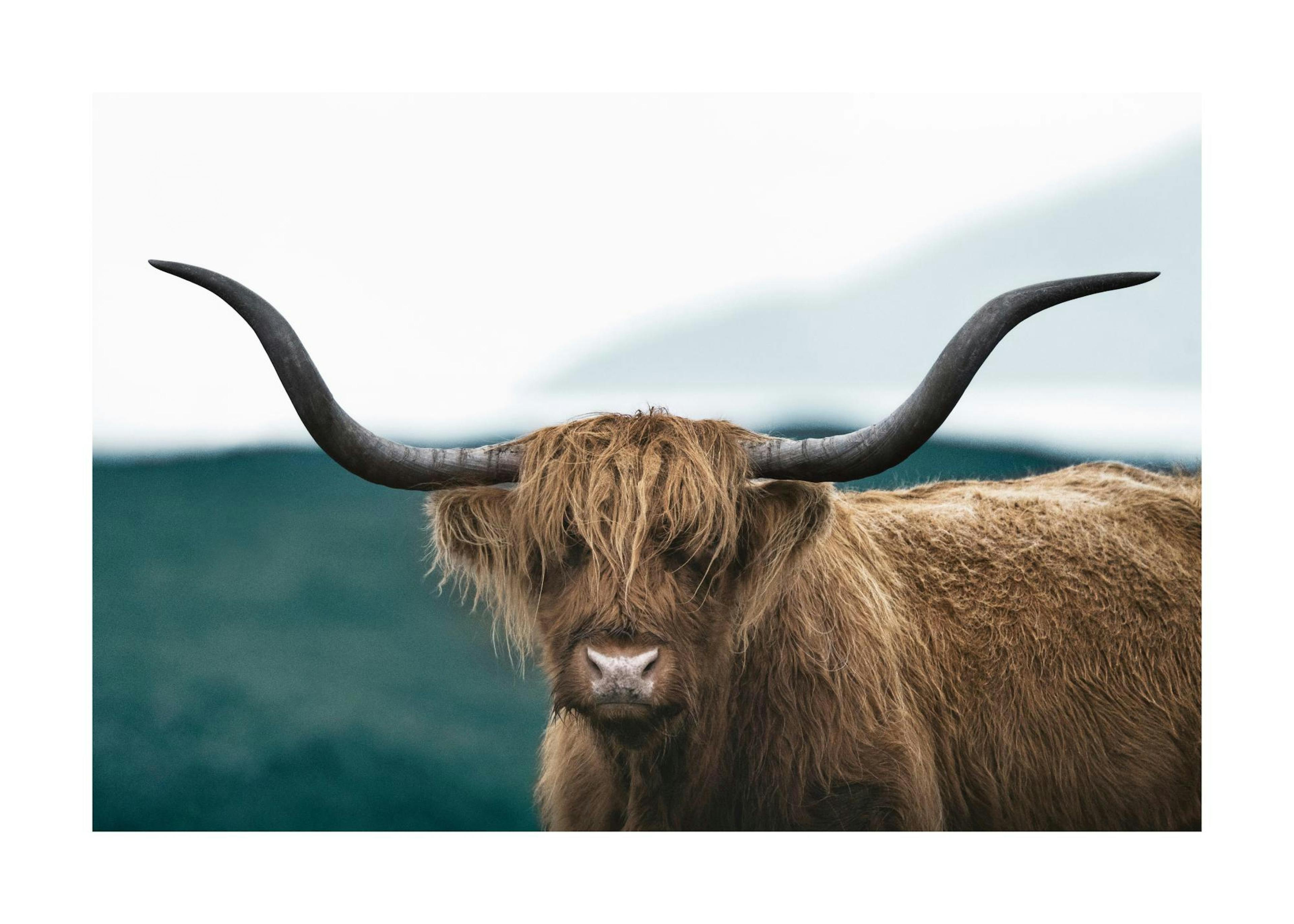 Bovins sauvages des Highlands Poster thumbnail