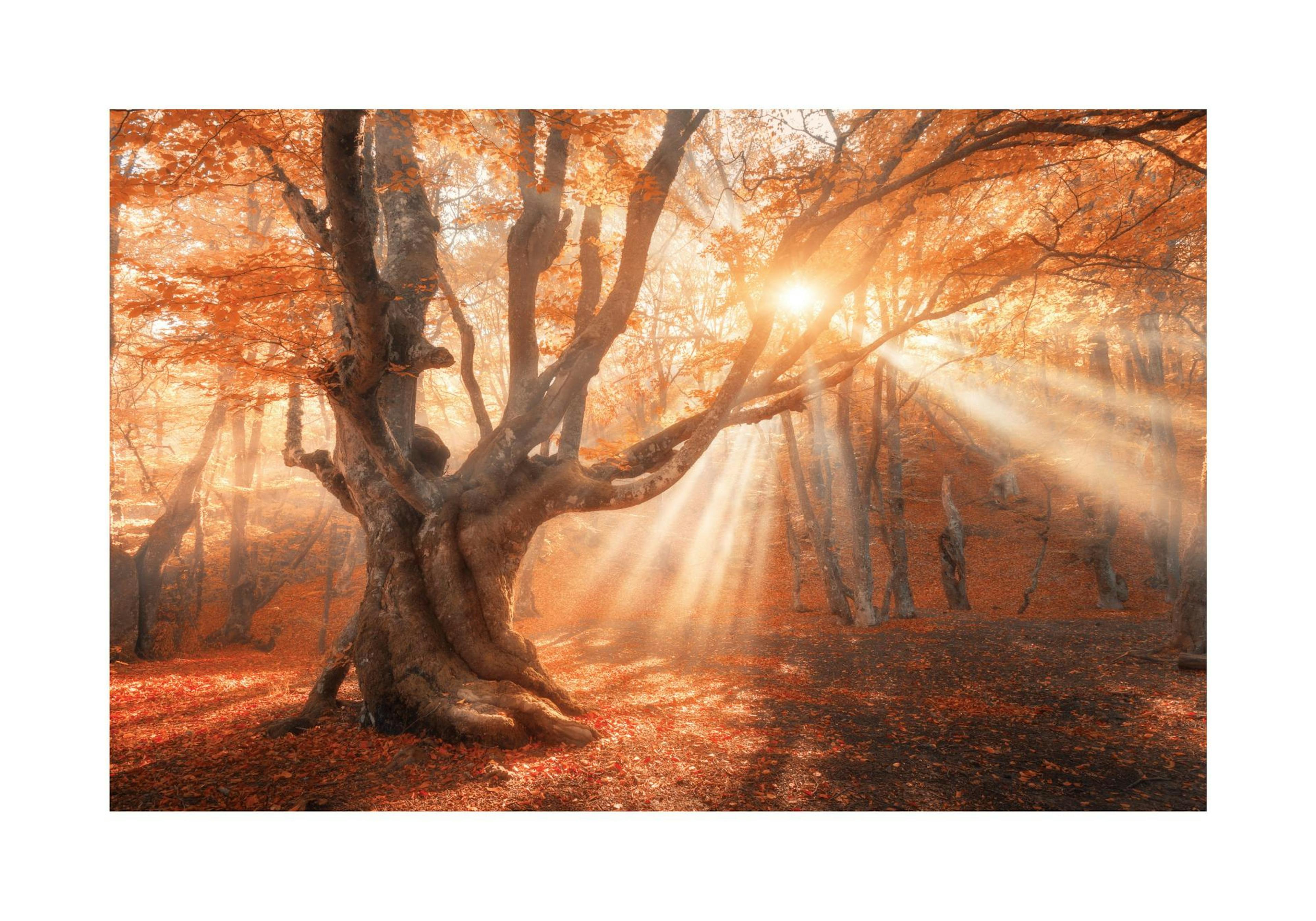 Sunshine Through Tree Poster thumbnail