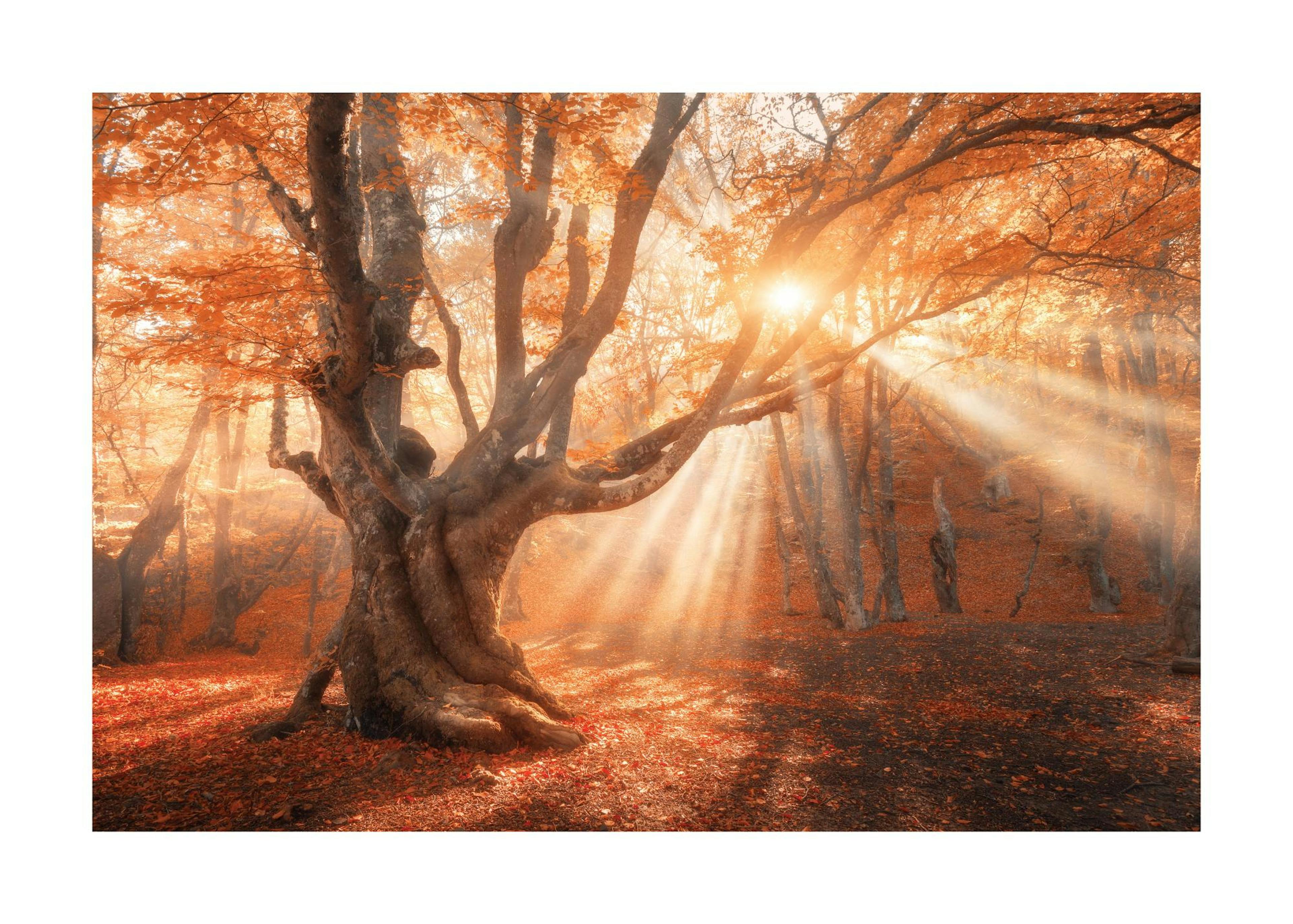 Sunshine Through Tree Poster 0