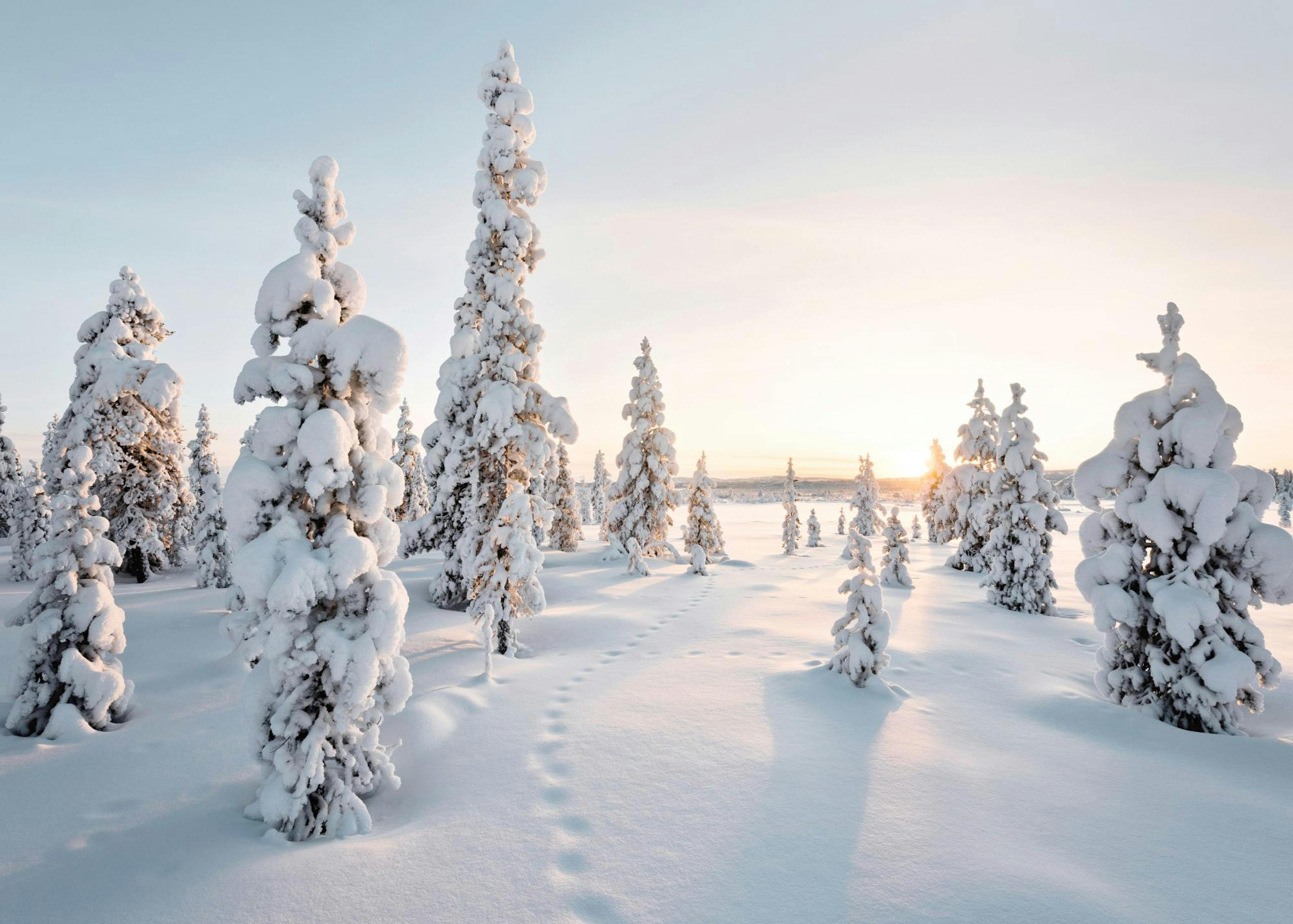 Frosty Landscape Poster 0