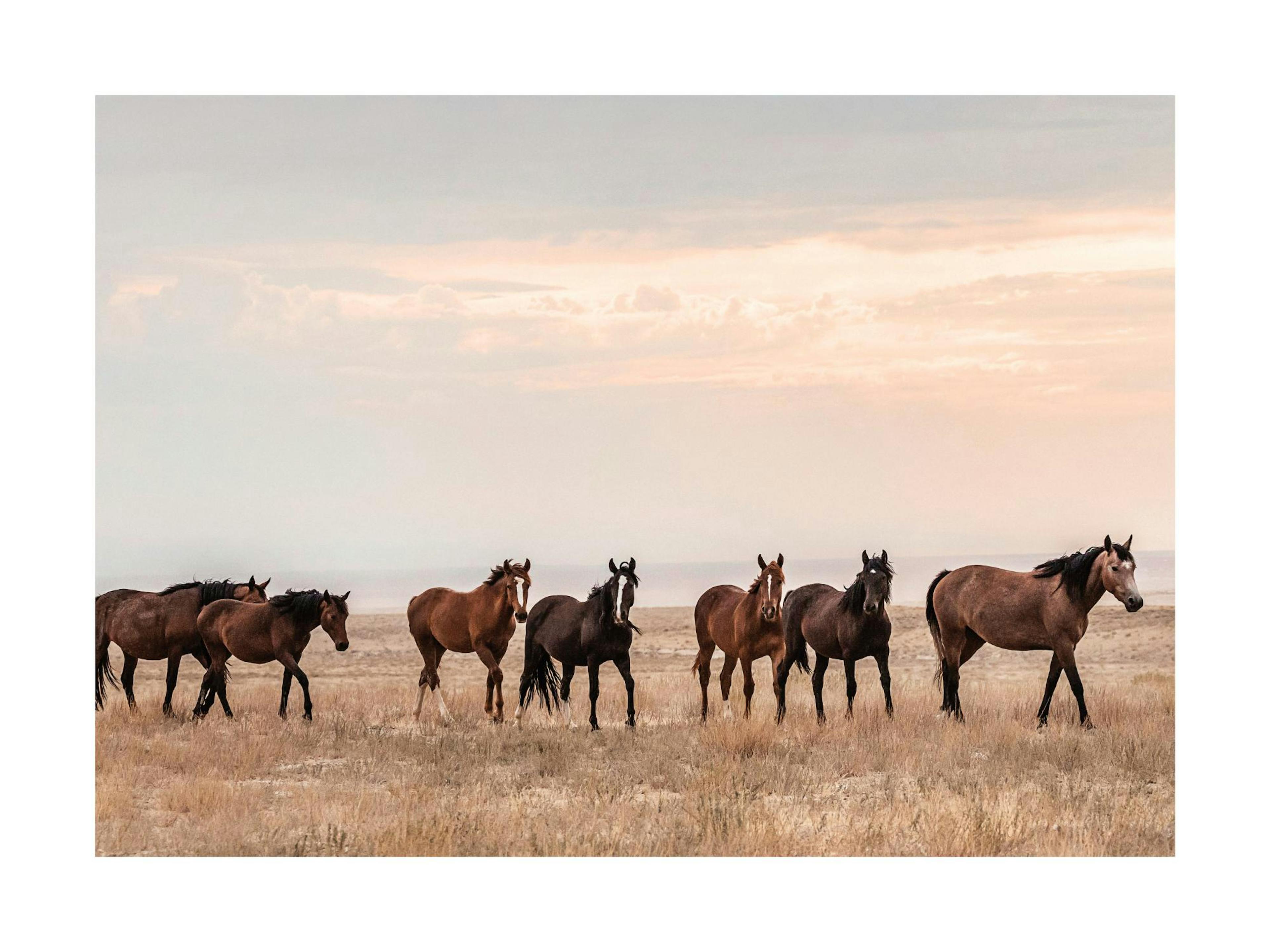 Chevaux Sauvages au Coucher du Soleil Affiche thumbnail