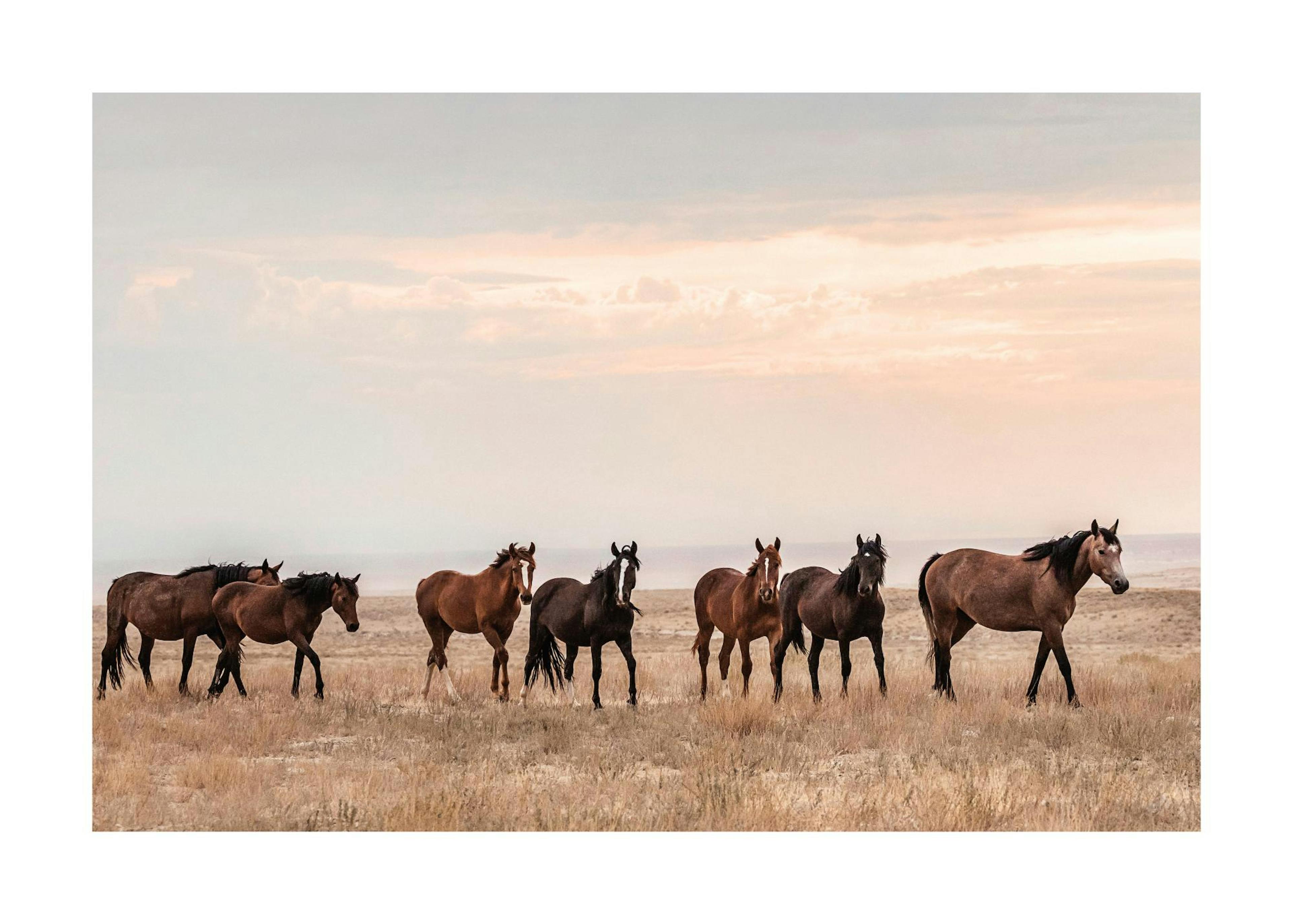 Chevaux Sauvages au Coucher du Soleil Affiche 0