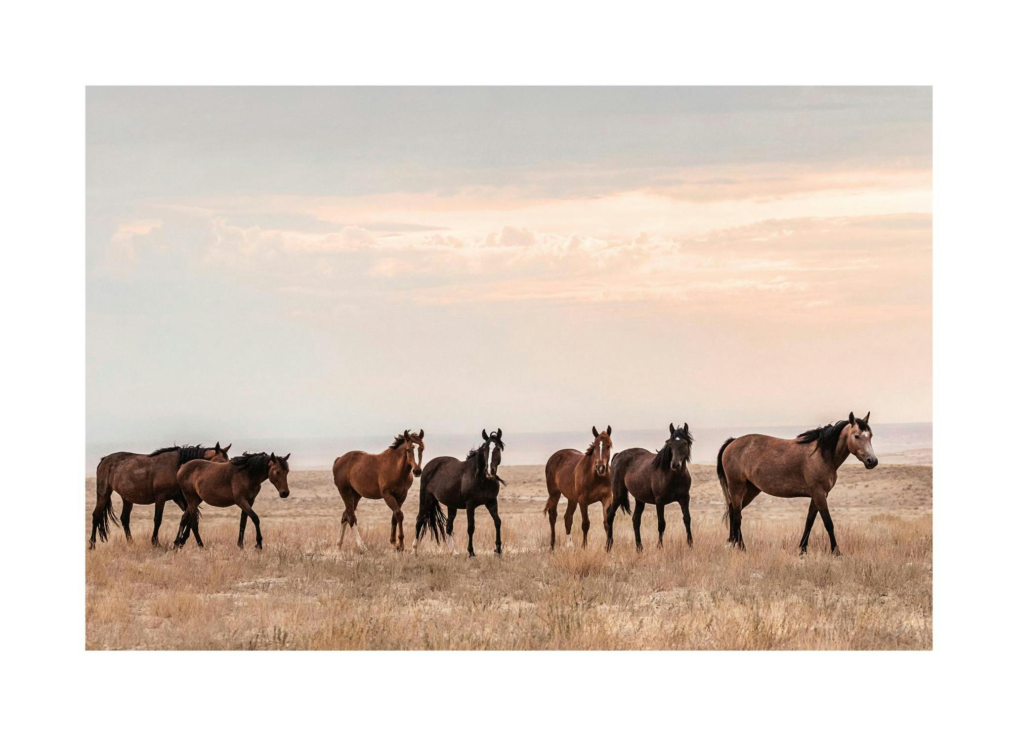 Chevaux Sauvages au Coucher du Soleil Affiche (30x40 cm) - Poster Store