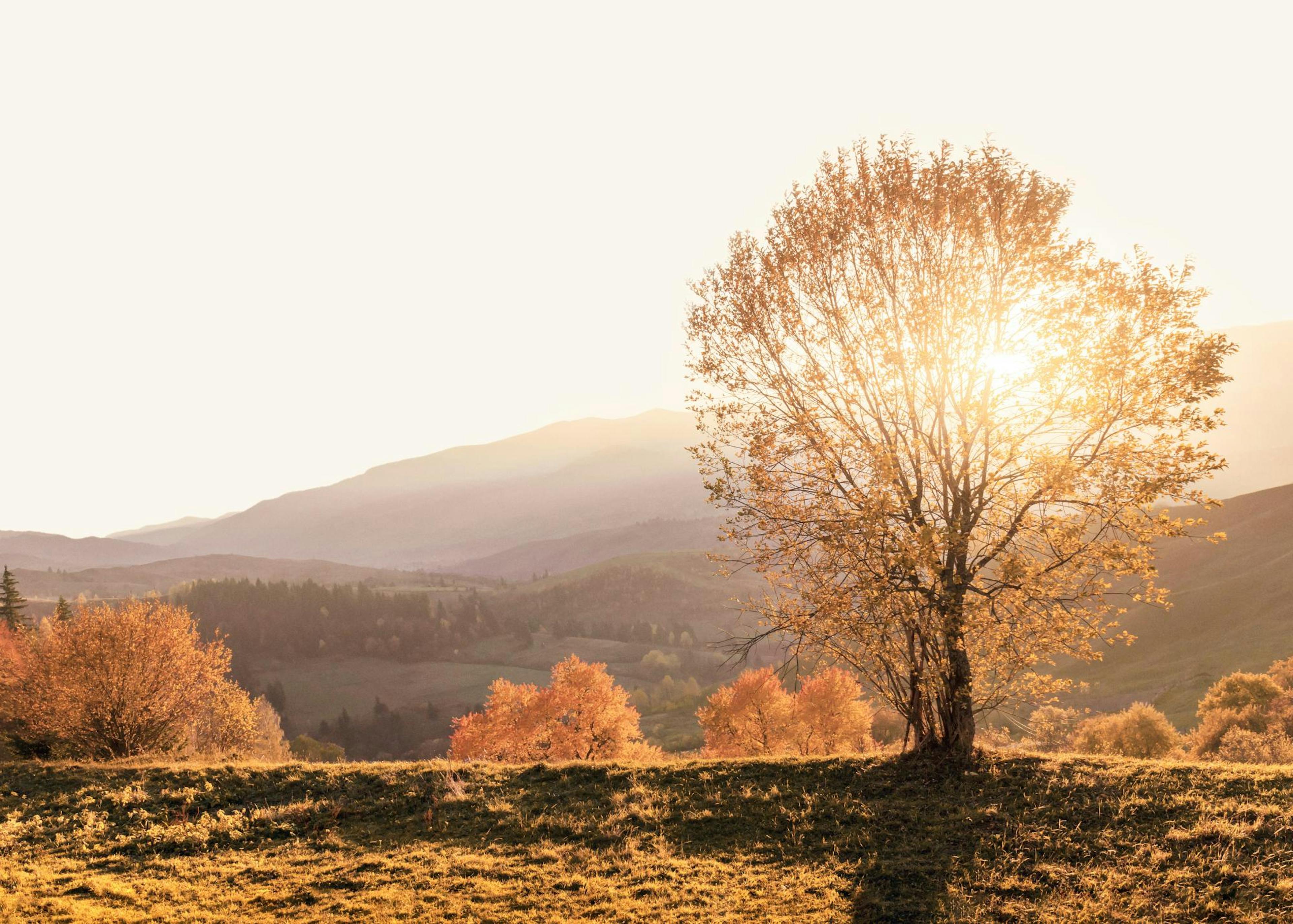Matin d'Automne Poster 0