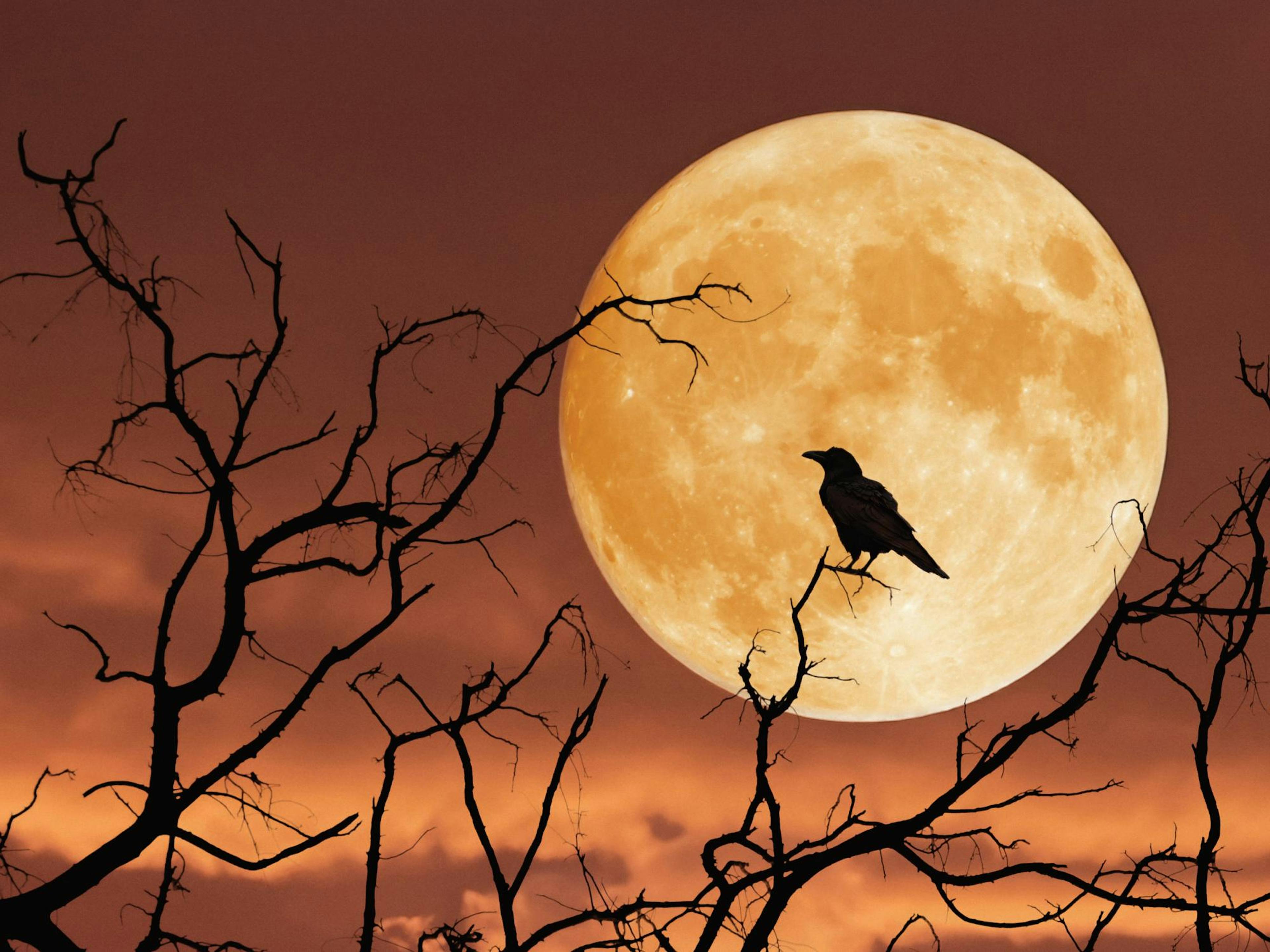Full Moon Raven Poster 0