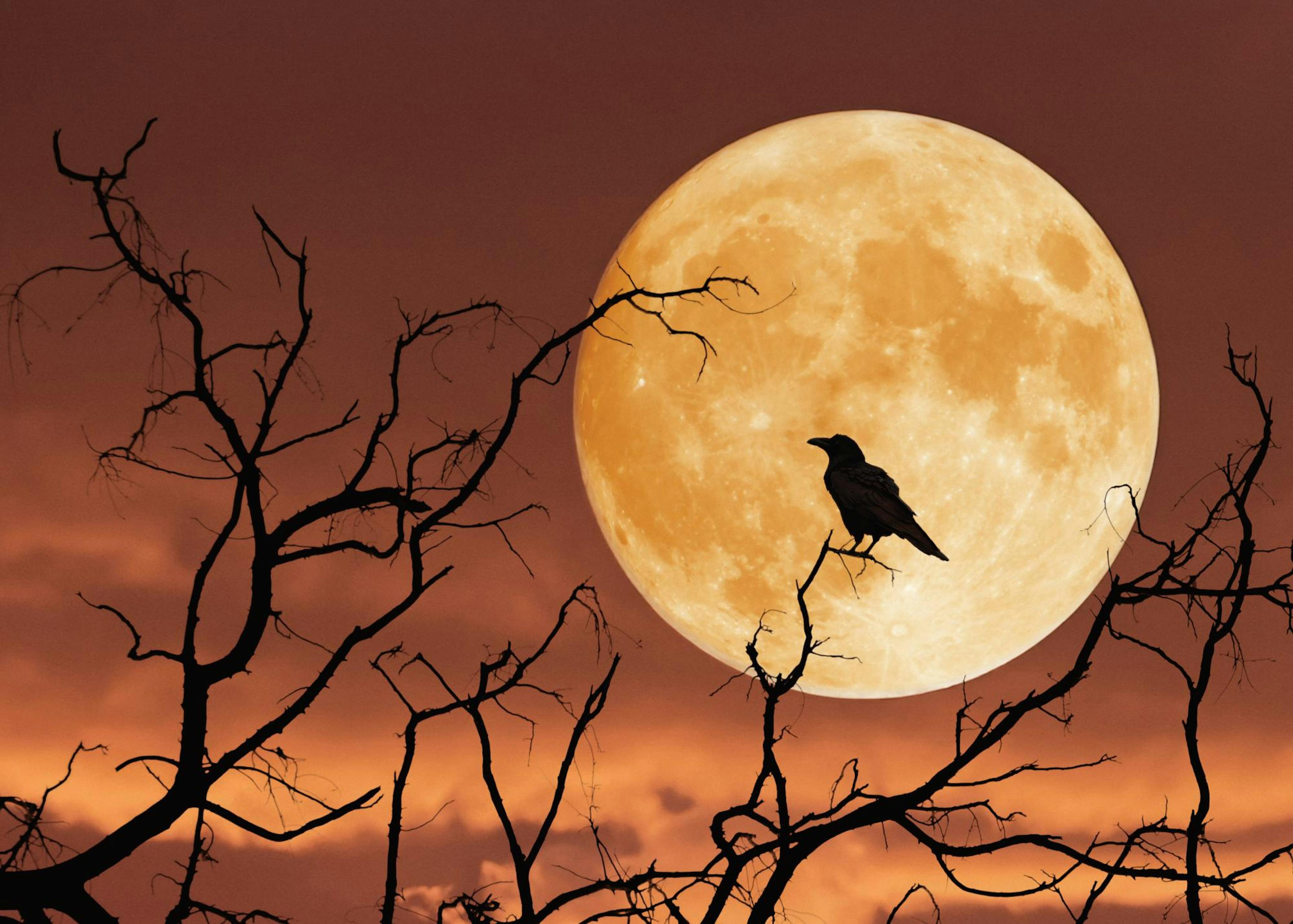 Full Moon Raven Poster 0