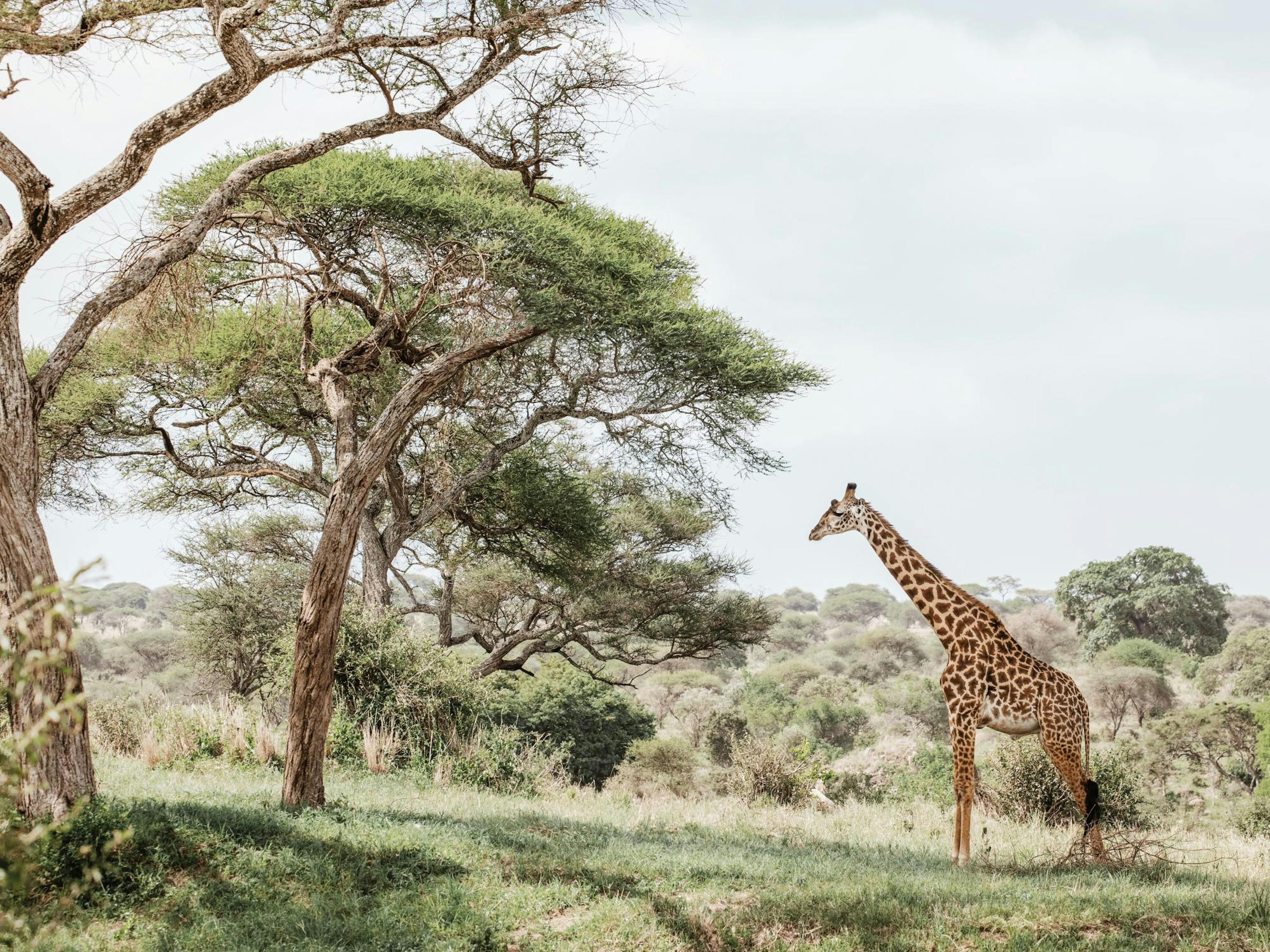Poster di Giraffa in Paesaggio thumbnail