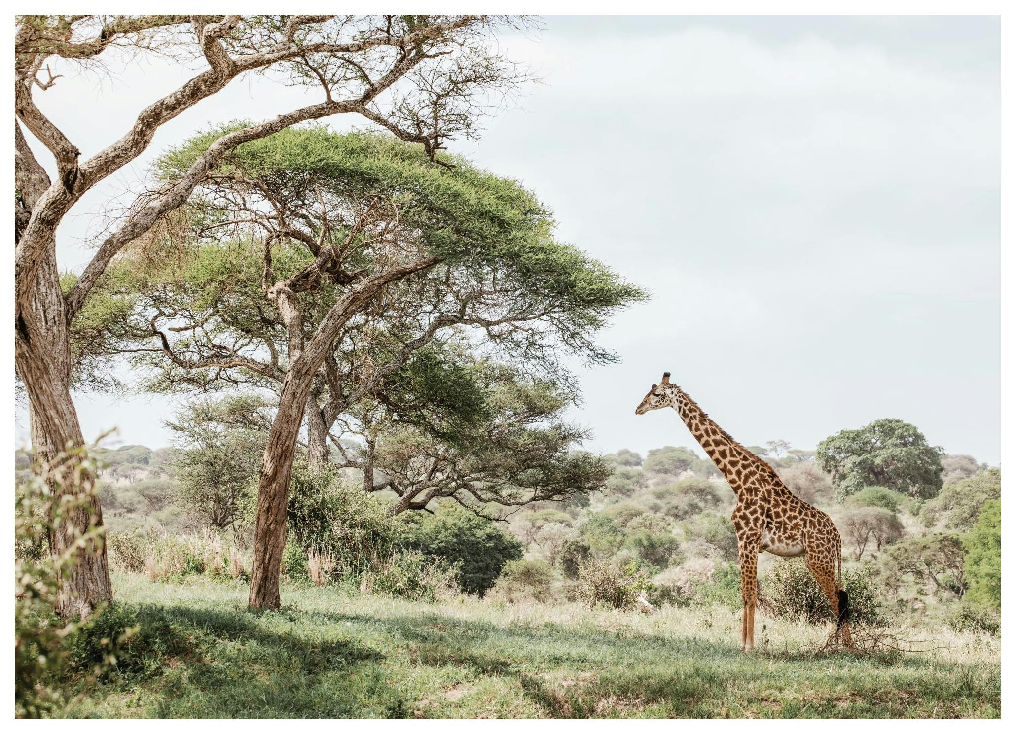Giraffe in landschap poster (50x70 cm) - Poster Store