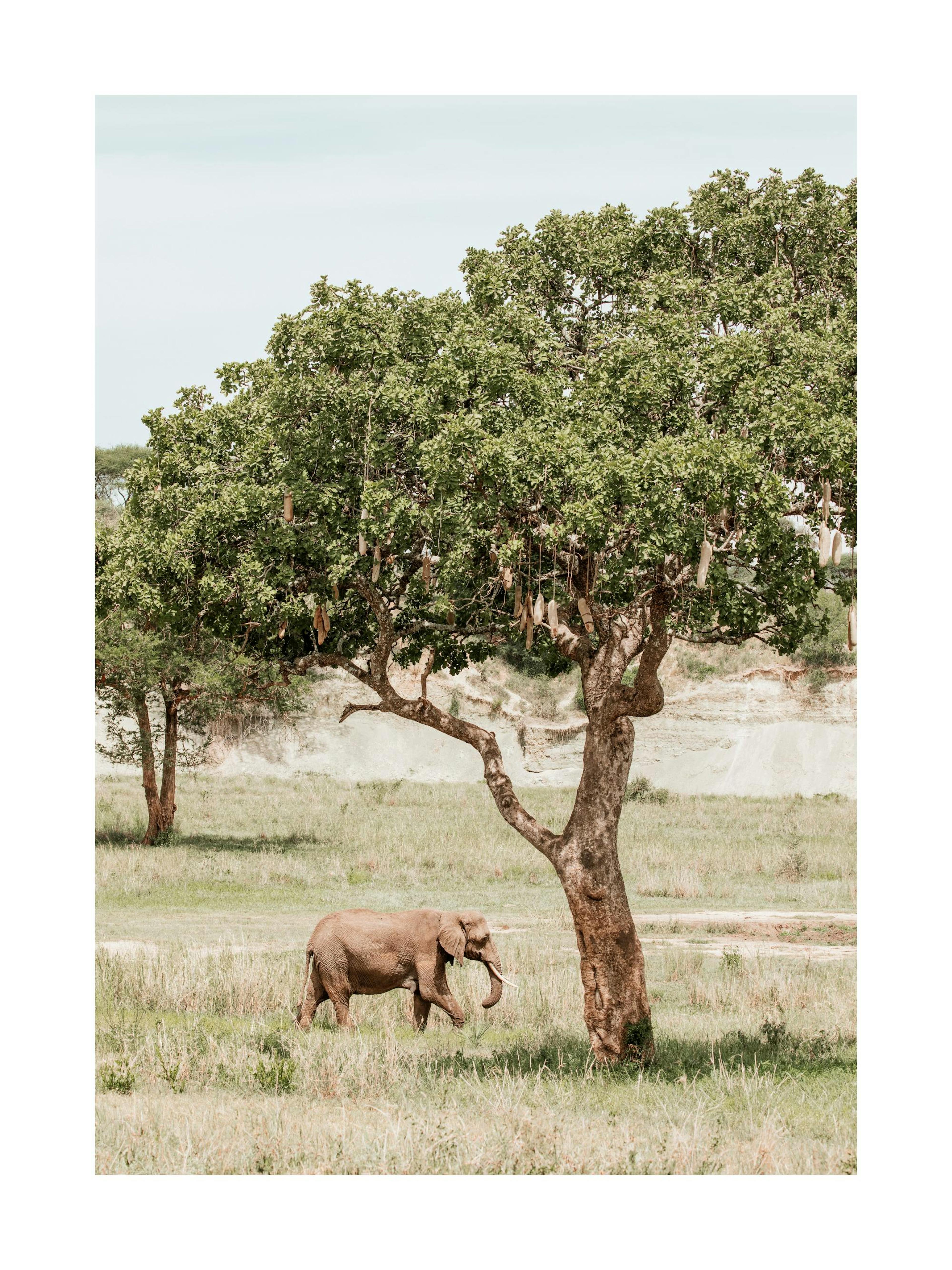 Poster di un Elefante e un Albero thumbnail