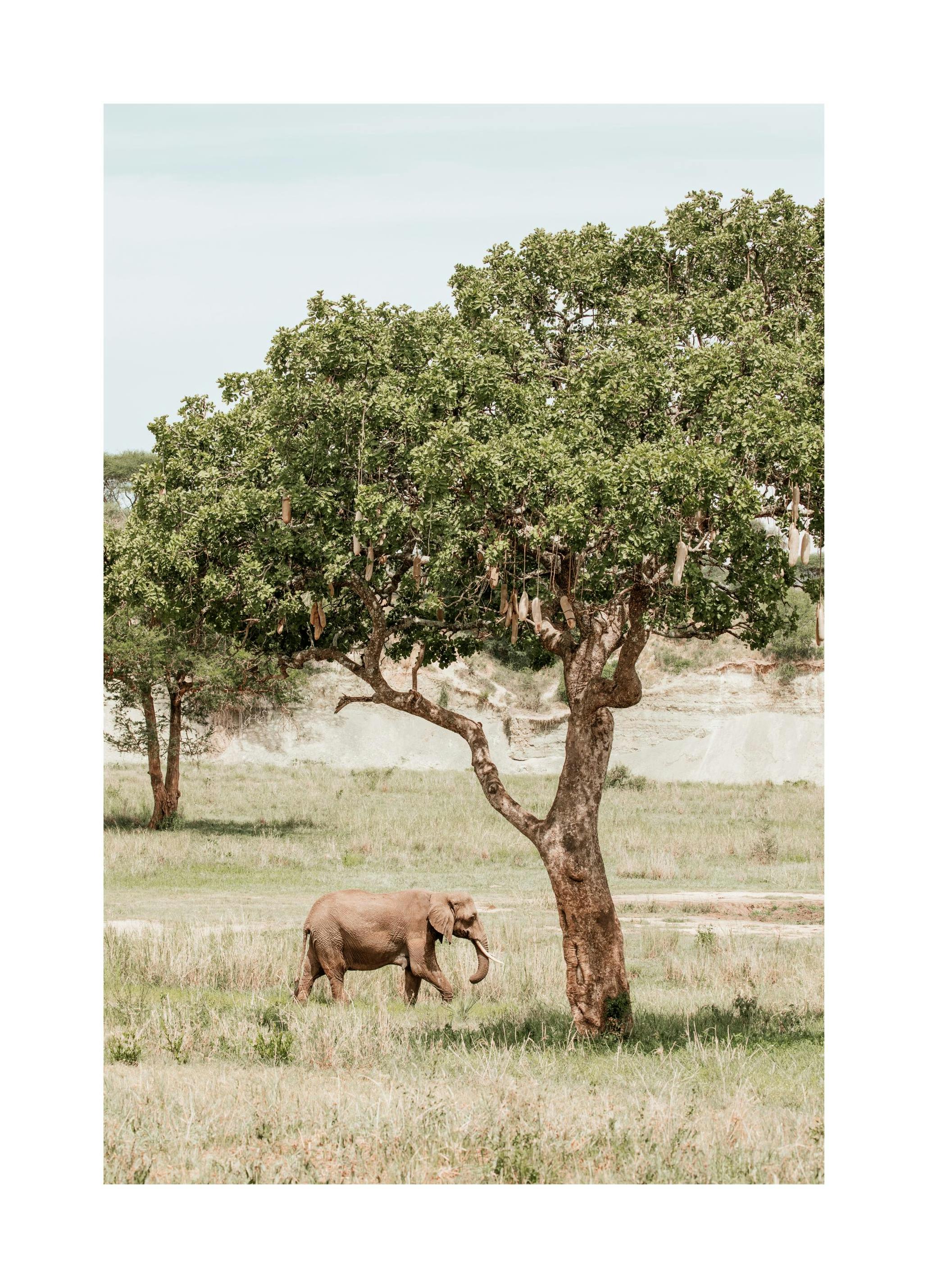 Olifant en een boom poster (30x40 cm) - Poster Store