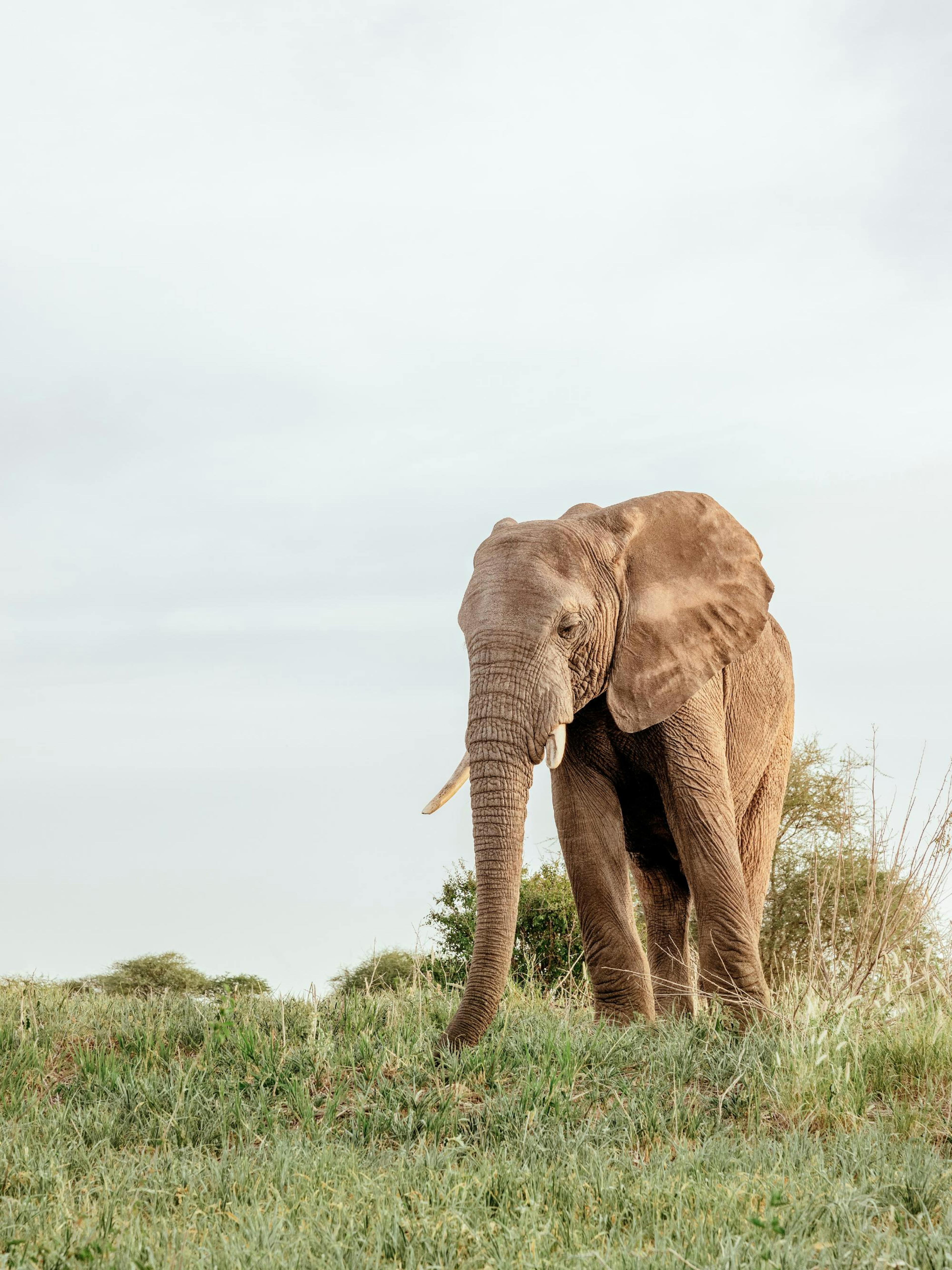 Safari Elephant Poster thumbnail