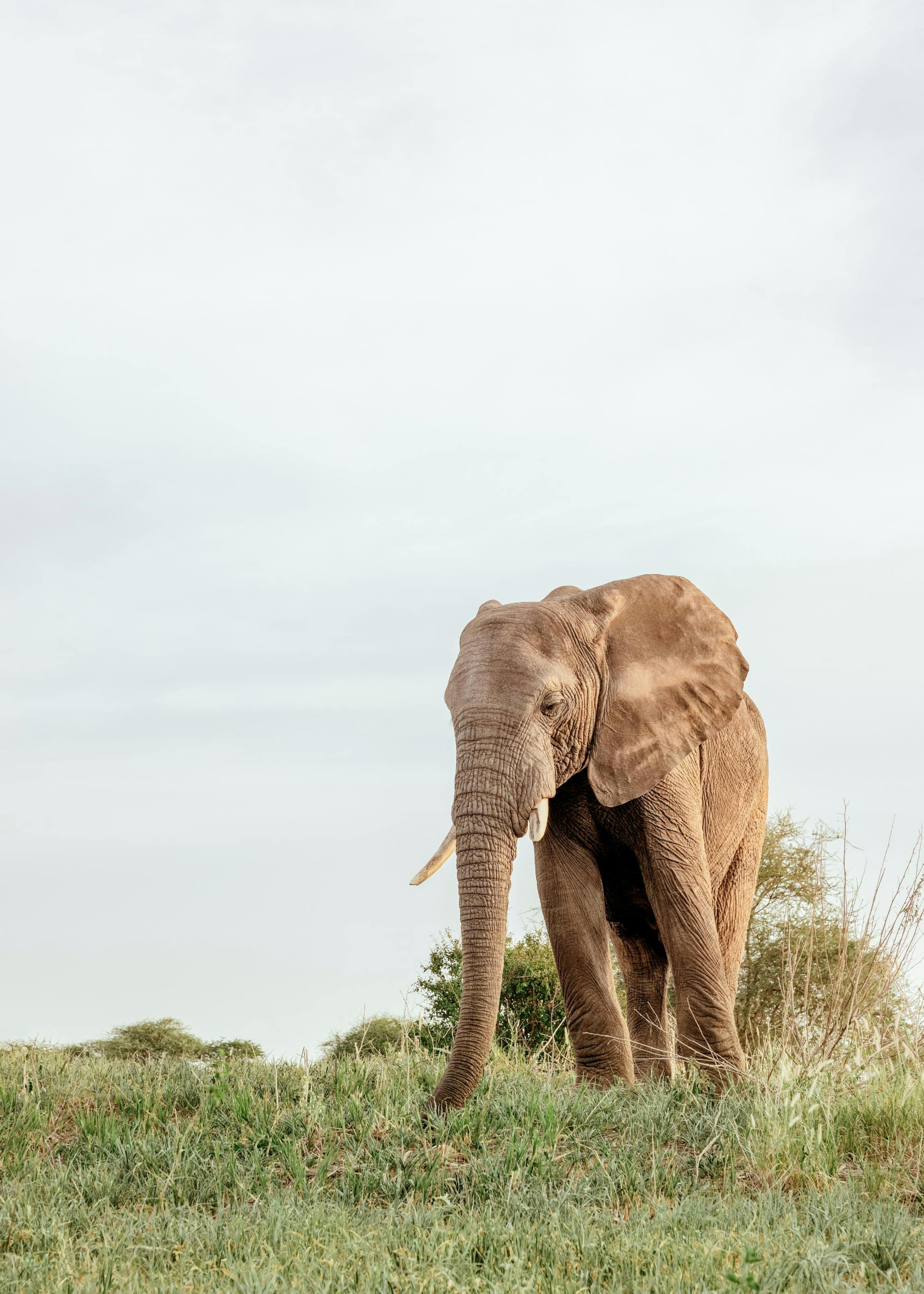 Poster Elefante Safari 0