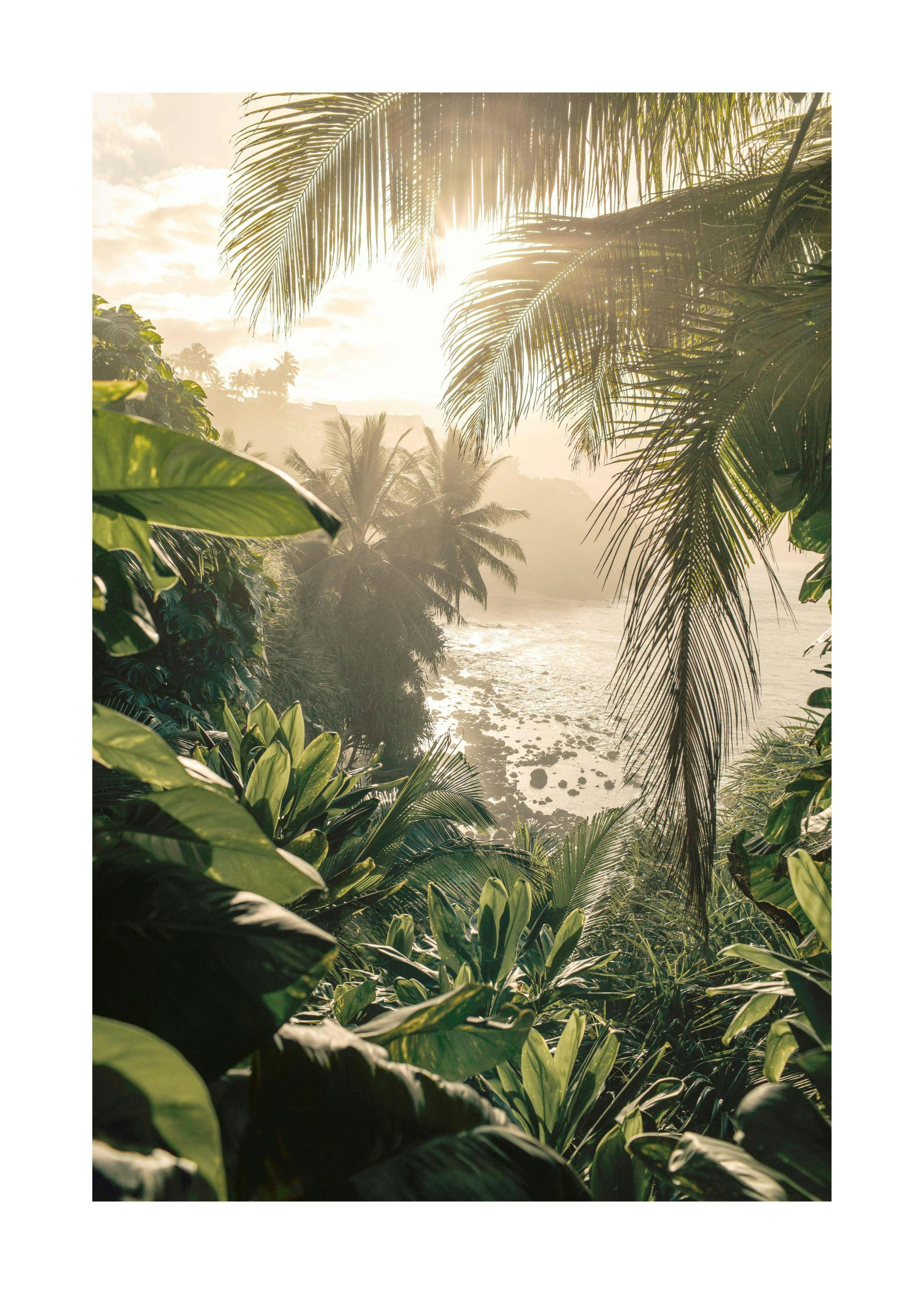 Jungle Light Poster 0