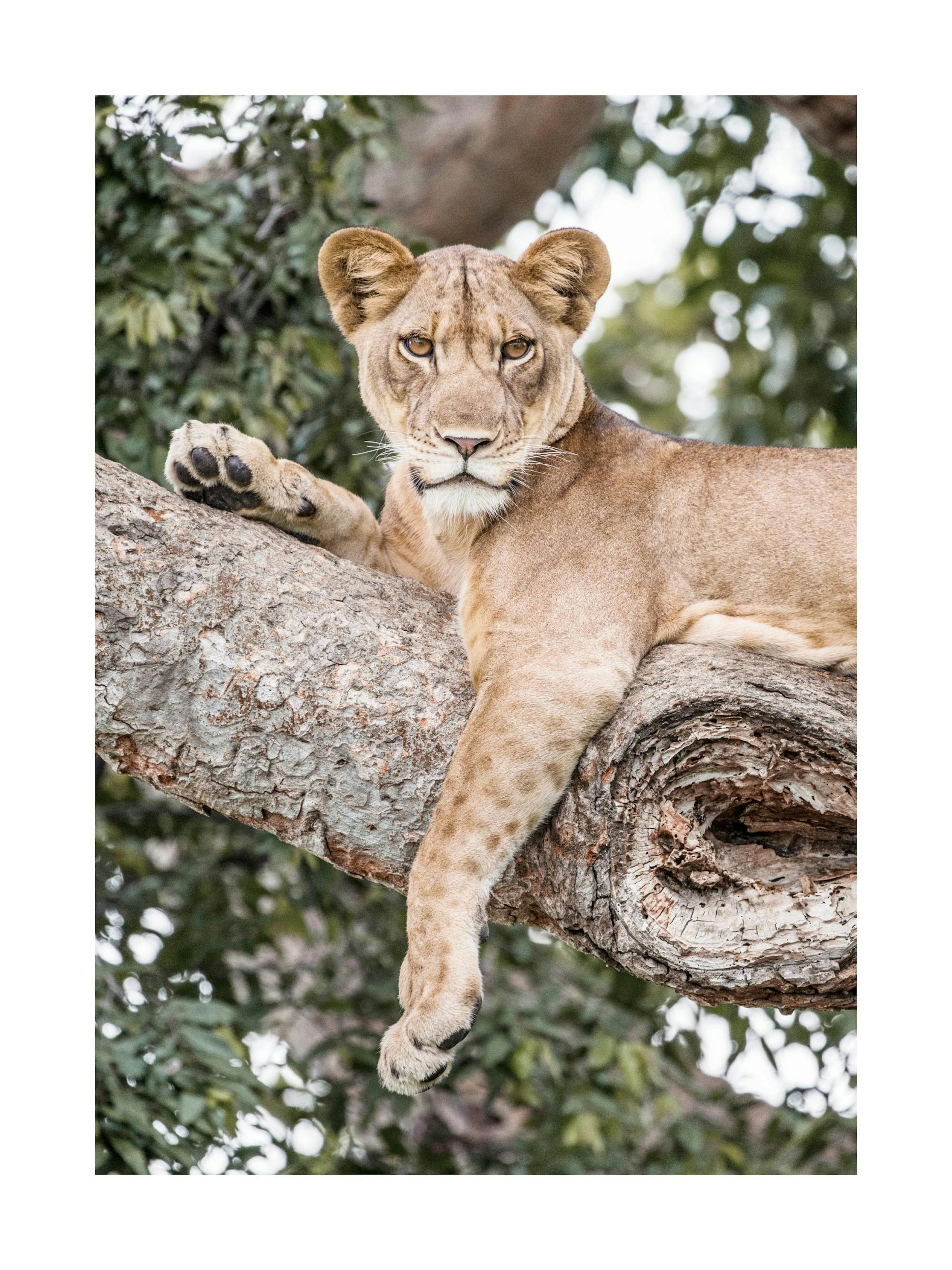 Relaxing Lioness Poster thumbnail