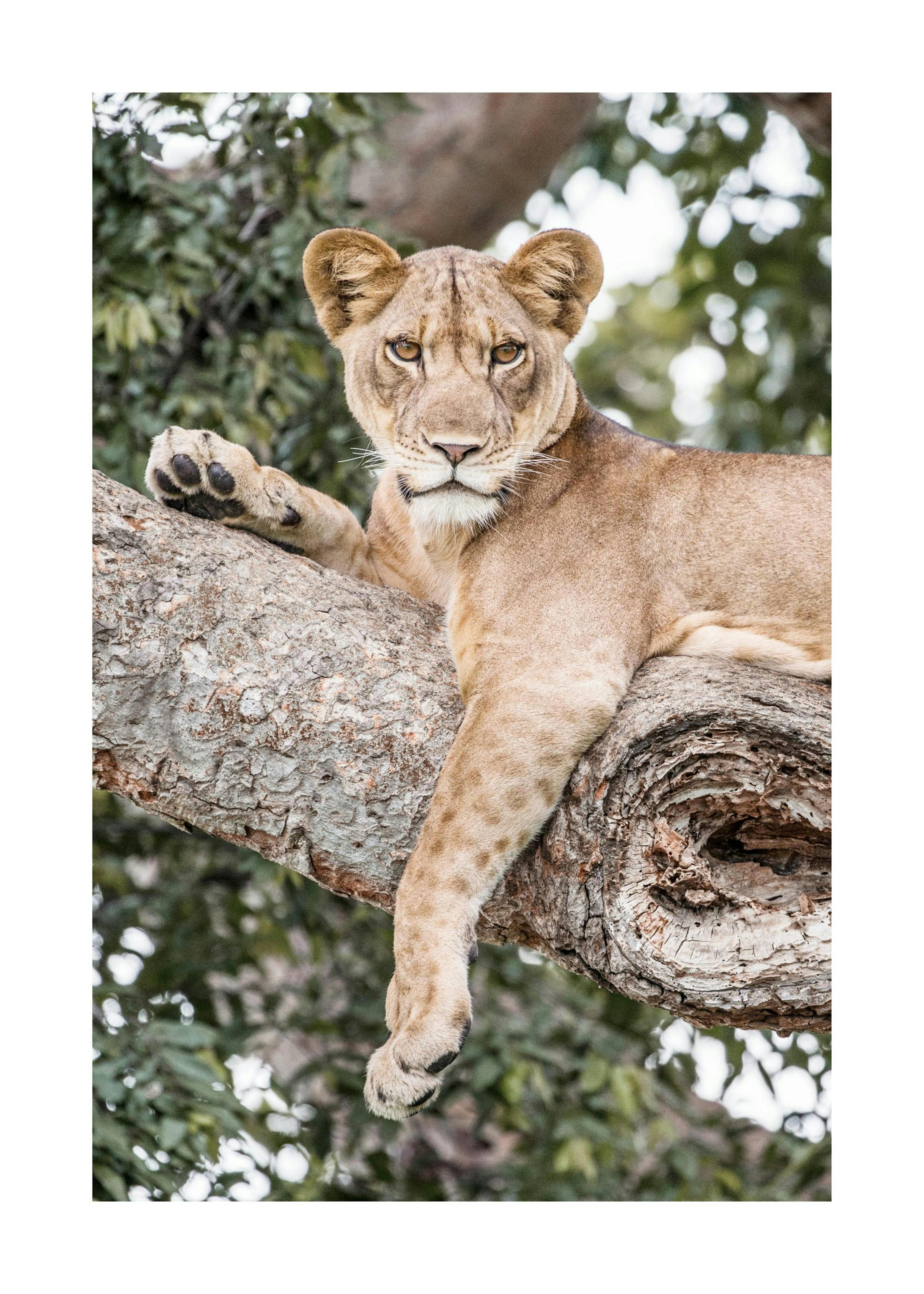 Relaxing Lioness Poster 0